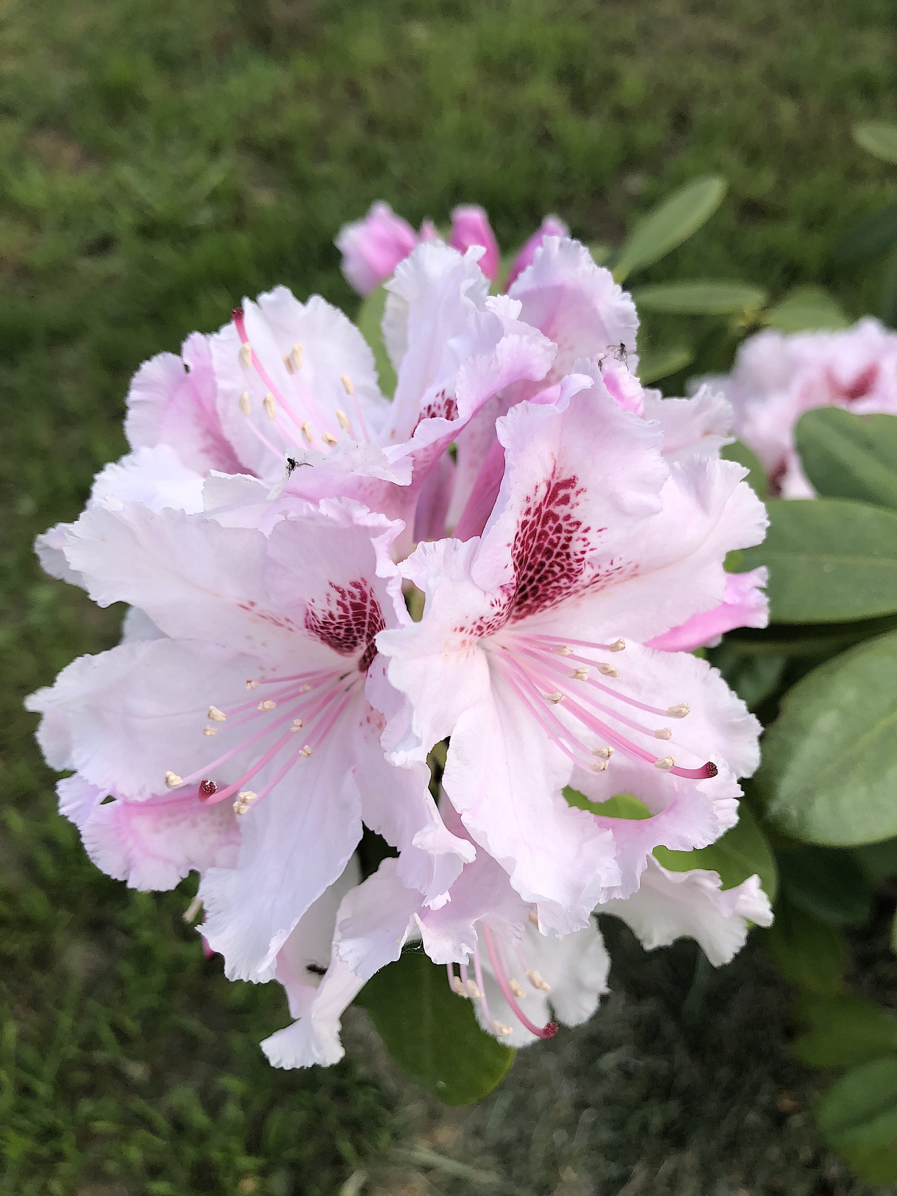 azaleas, rhododendrons, focus on foreground, garden, ornamental plant, flowers, rhododendron, azalea, freshness, flowering plant, full bloom, growth, day, Phone HD Wallpaper