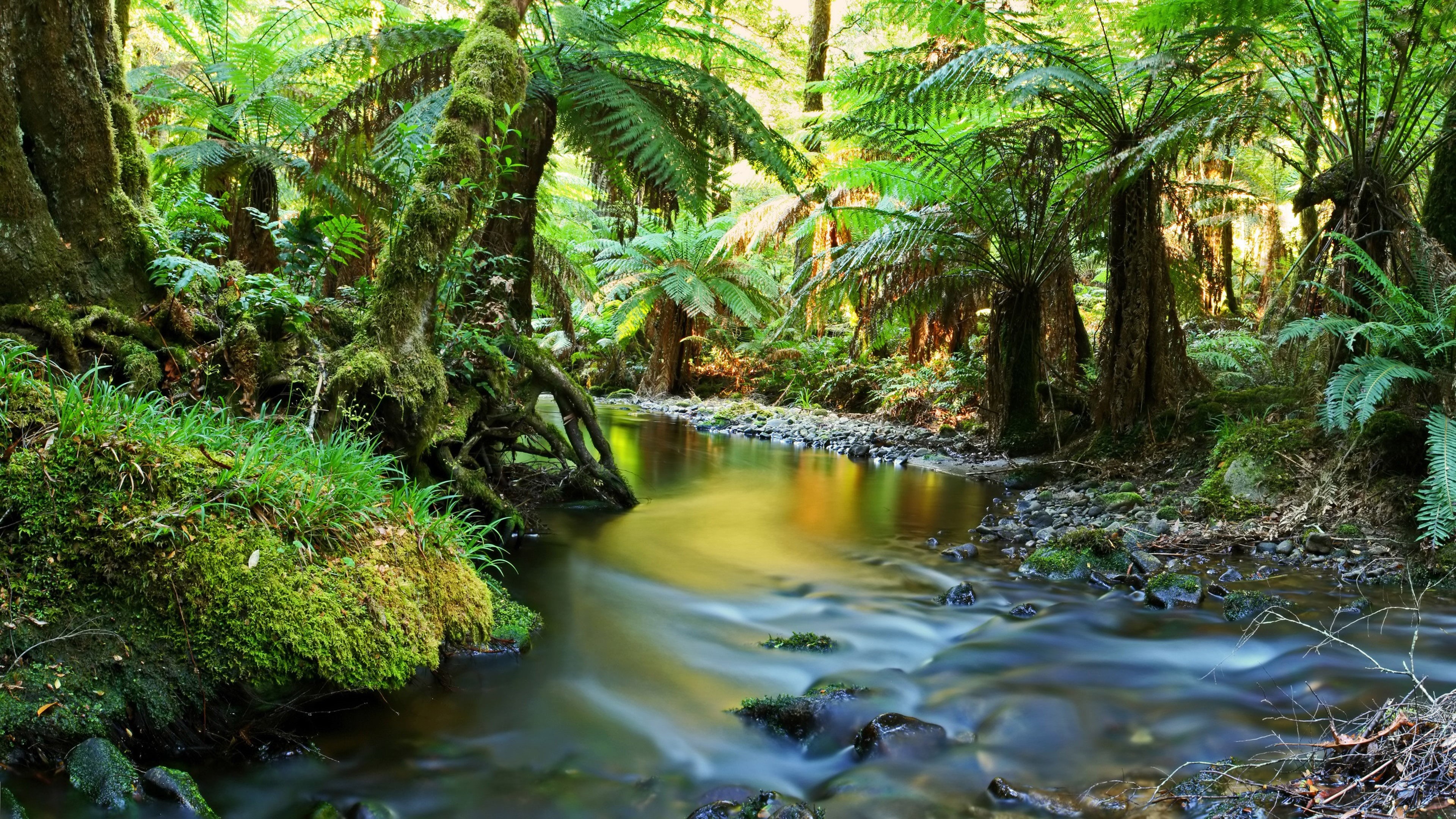 river, flowing water, 4K, yarra, tree, water, scenics - nature, victoria, phones, rain, nature, beauty in nature, tablet, non-urban scene, flowing, morning, HD Wallpaper