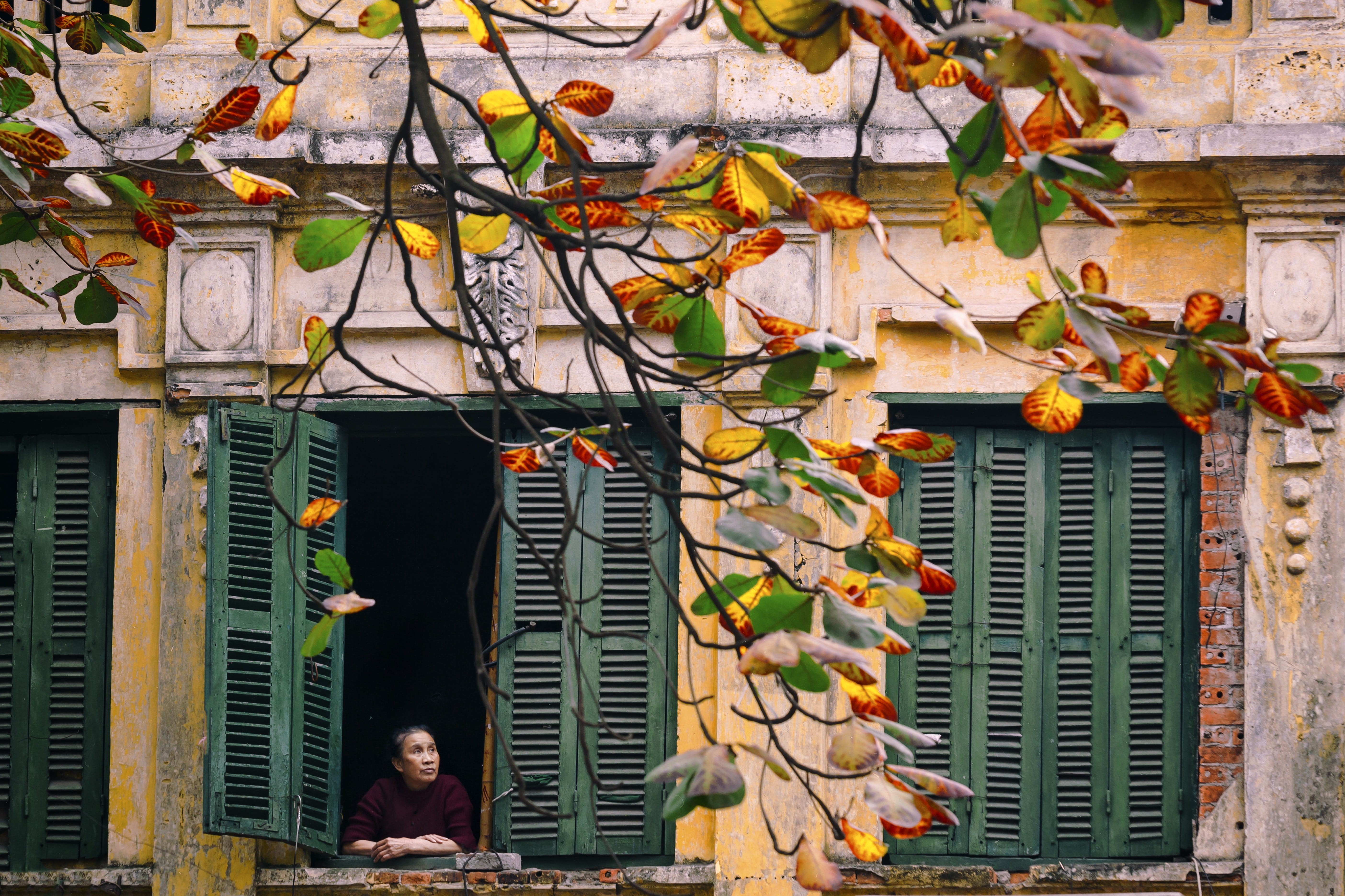 building exterior, window, house, decoration, multi colored, built structure, hanoi old quarter, plant, day, growth, early morning in hanoi, leaf, outdoors, HD Wallpaper