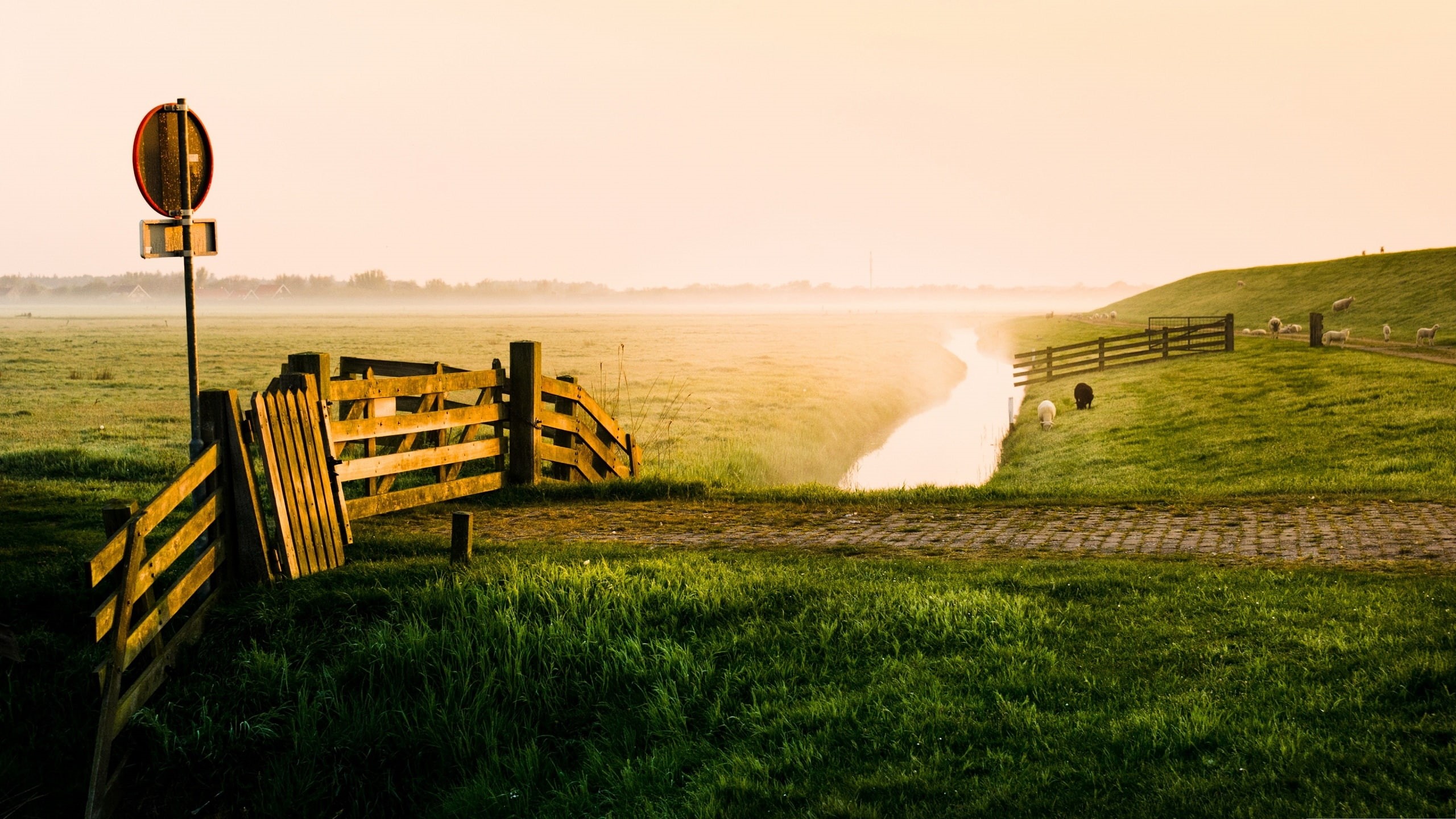 2K, Beauty, Creek, Morning, Early, Farm, Meadow, Sheep, HD Wallpaper