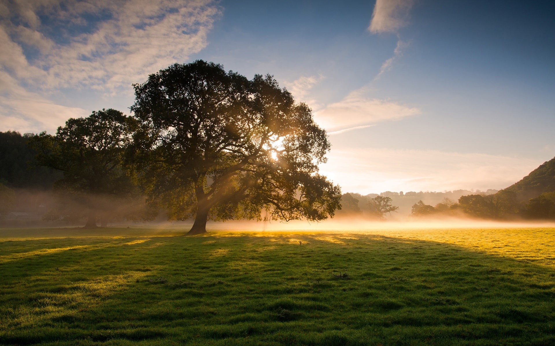 1080P, Morning, Grass, Early, Fog, Light, Beauty, Soft, Trees, Sunrise, HD Wallpaper