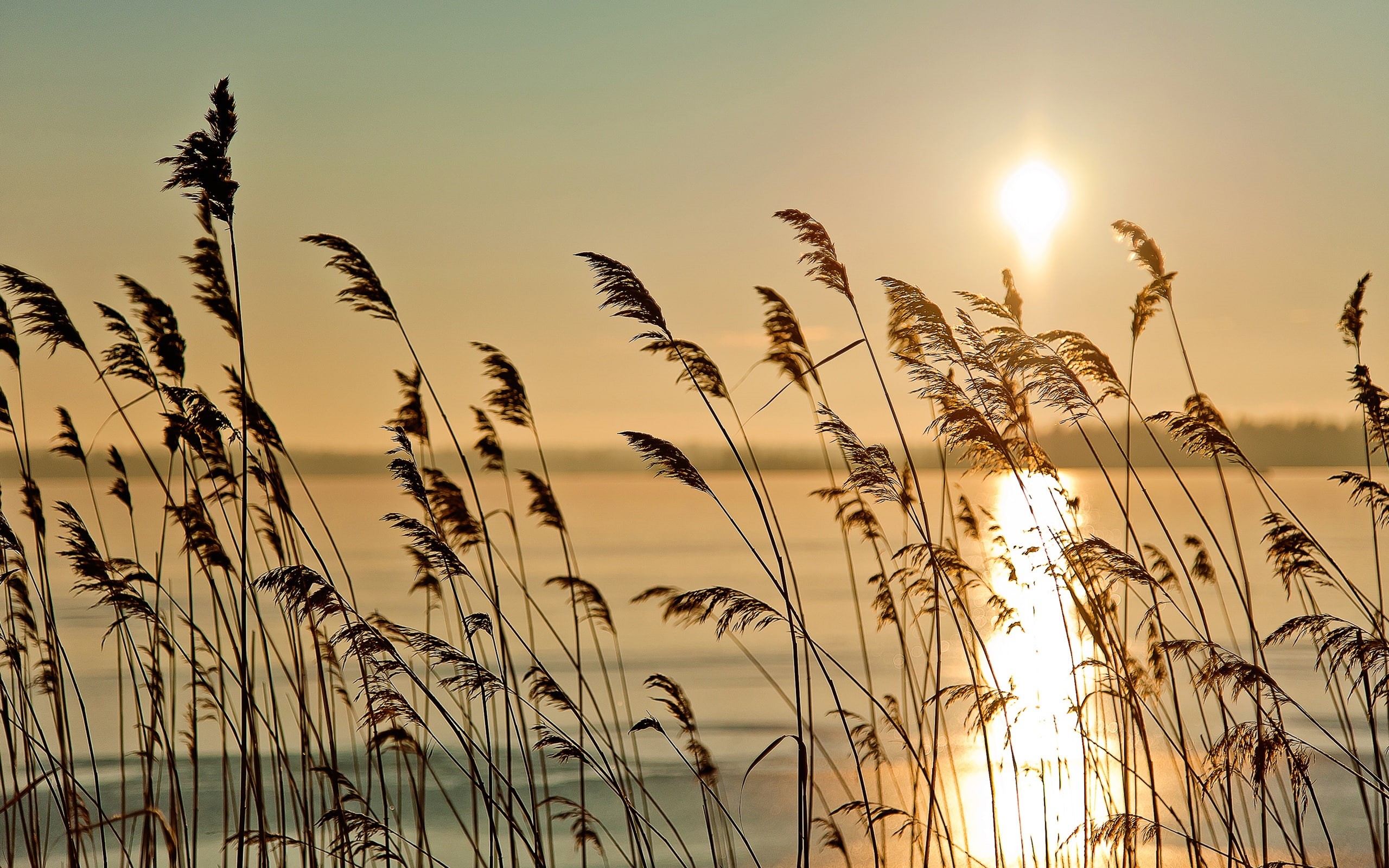 Fog, Scenery, Morning, River, Early, Sunrise, Riparian, 2K, Reed, HD Wallpaper