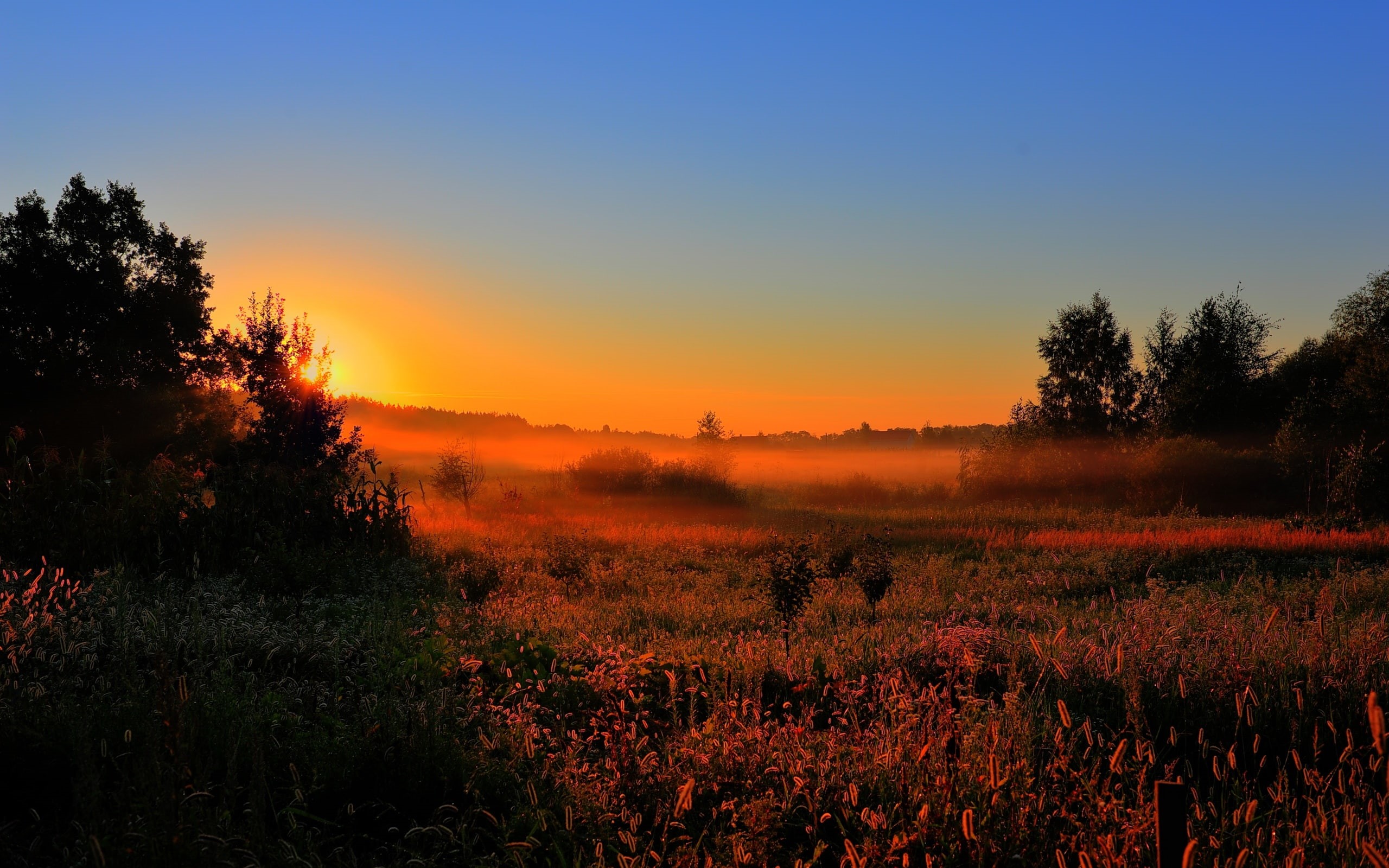 Sun, Trees, Fog, Dawn, Morning, Nature, Fields, 2K, Early, HD Wallpaper