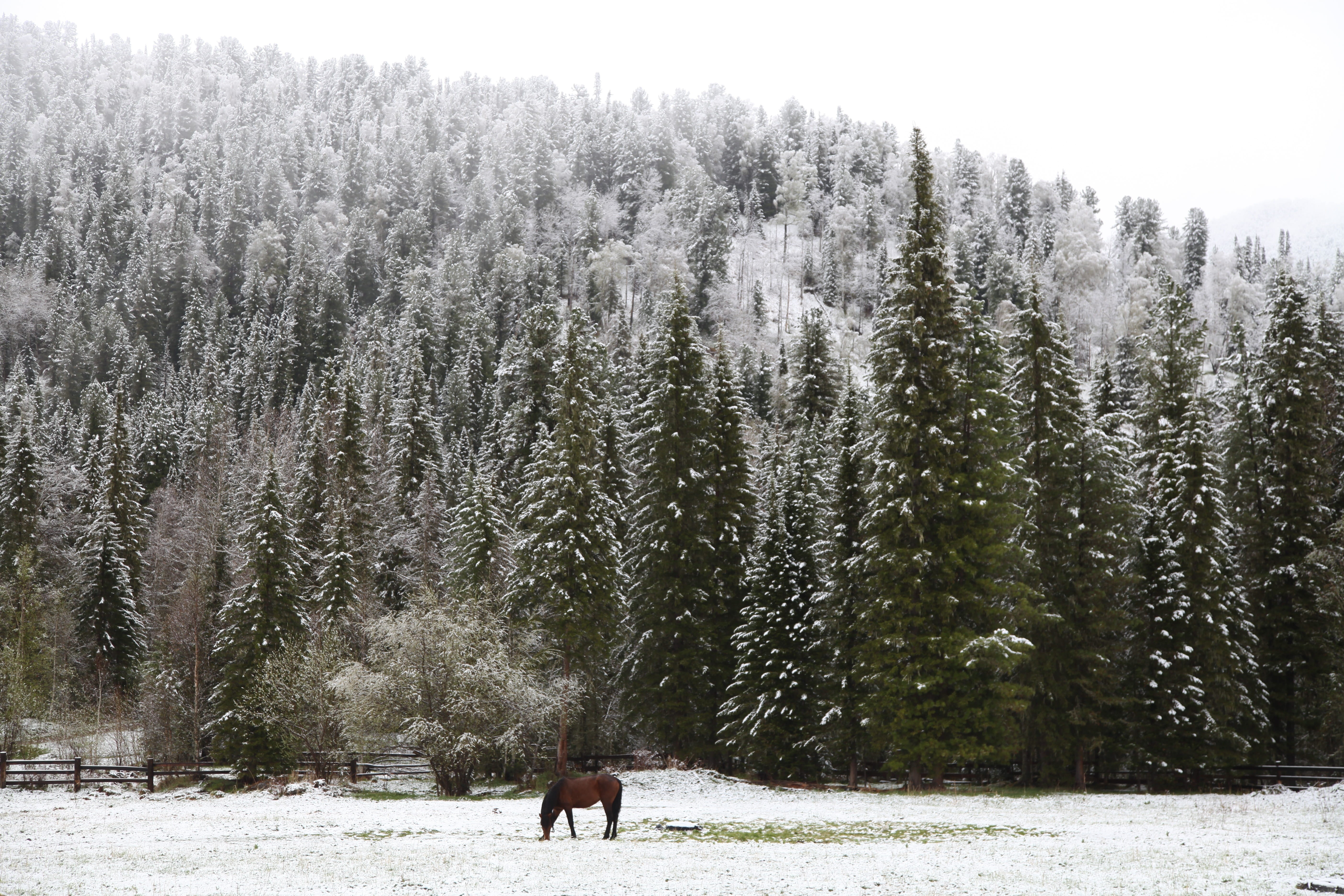 early, domestic animals, sad loneliness, animals in the wild, day, beauty in nature, horse on pasture, one animal, vertebrate, nature, herbivorous, tree, HD Wallpaper
