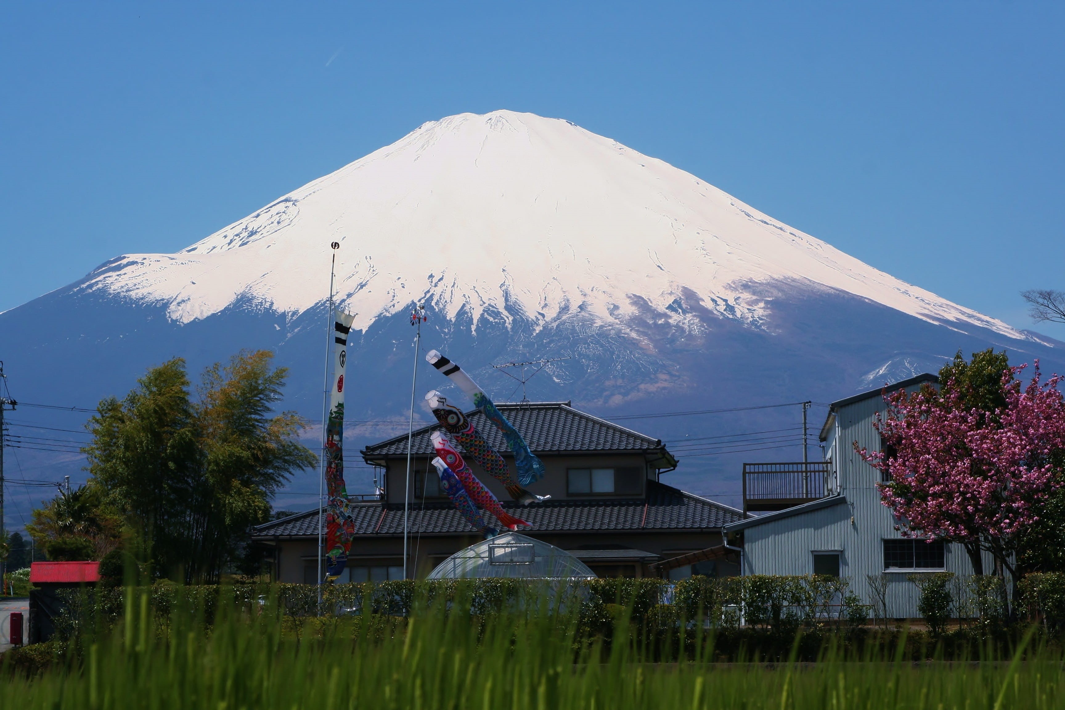 carp streamer, sky blue, built structure, building exterior, fuji, field, may, outdoors, Mt Fuji, green, sky, cherry, nature, shizuoka prefecture, forest, HD Wallpaper