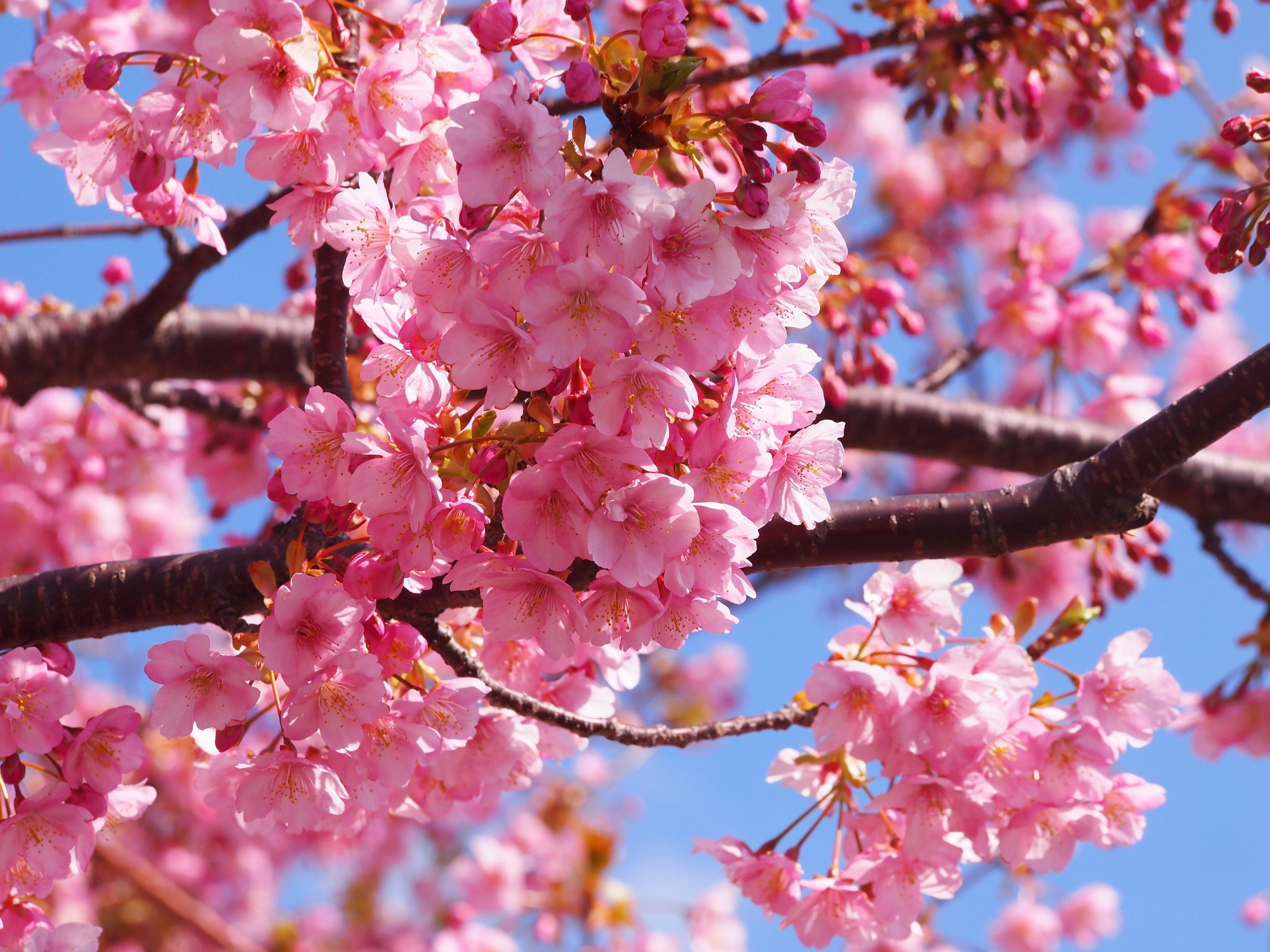 beauty in nature, flower head, japan, crisp, flower, photography, wood, cherry tree, antomasako, close-up, 4K, vivid, izu peninsula, nature, bud, freshness, HD Wallpaper