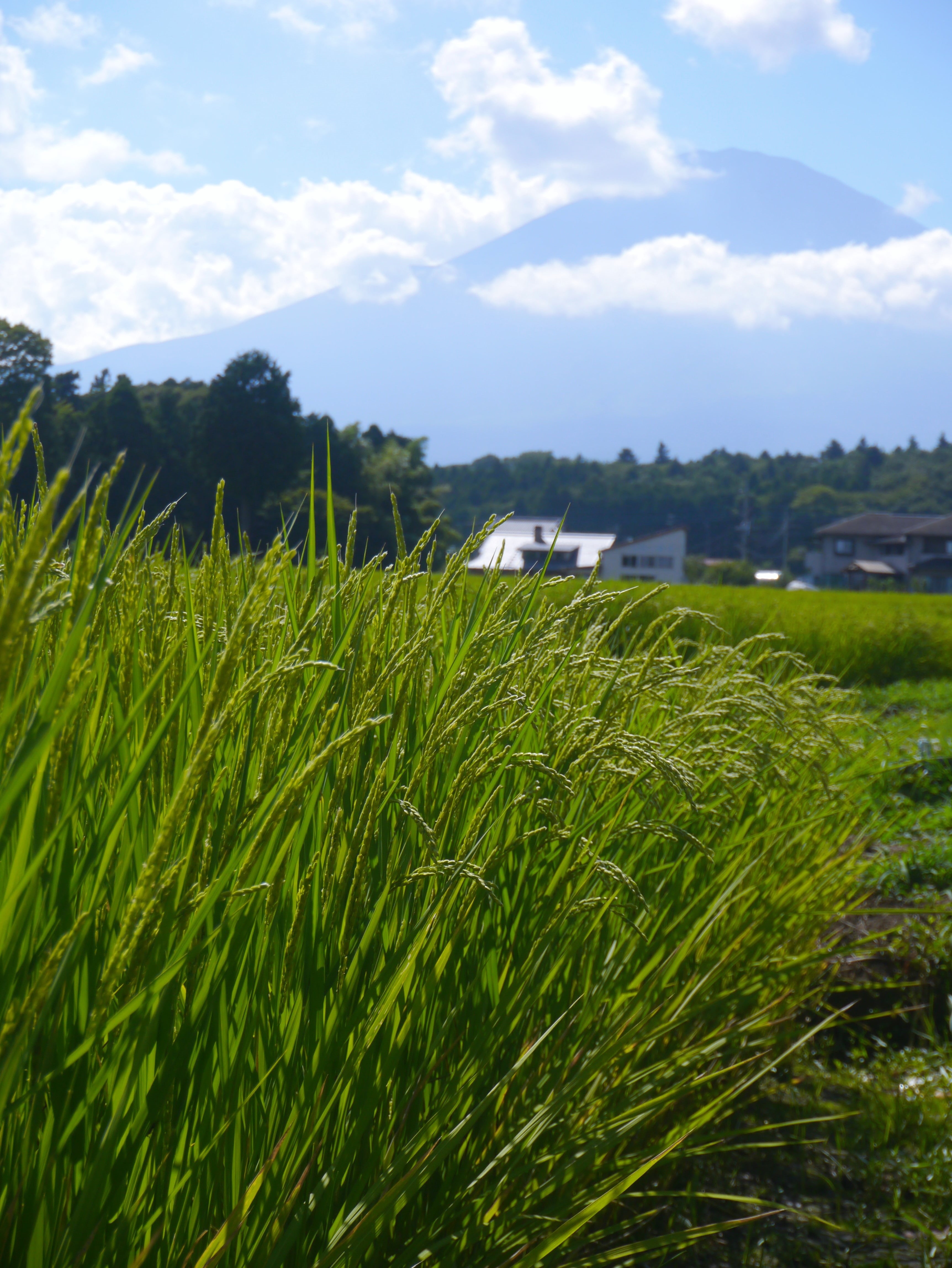 rice cultivation, crop, 246 route, day, yellow-green, scenics - nature, sky, paddy field, grass, woods, rural scene, beauty in nature, field, mt fuji, tranquility, Phone HD Wallpaper