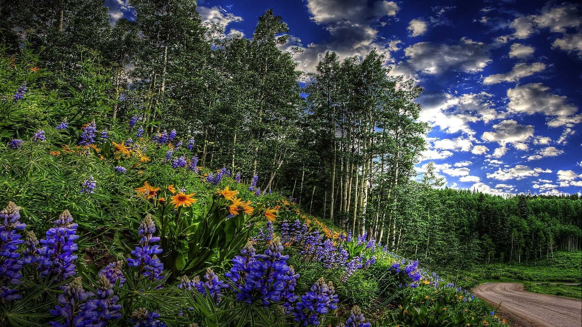 land, landscape, no people, day, growth, flowers, purple, beauty in nature, tree, tranquility, green, freshness, bed, petaled, trees, nature, road, outdoors, HD Wallpaper