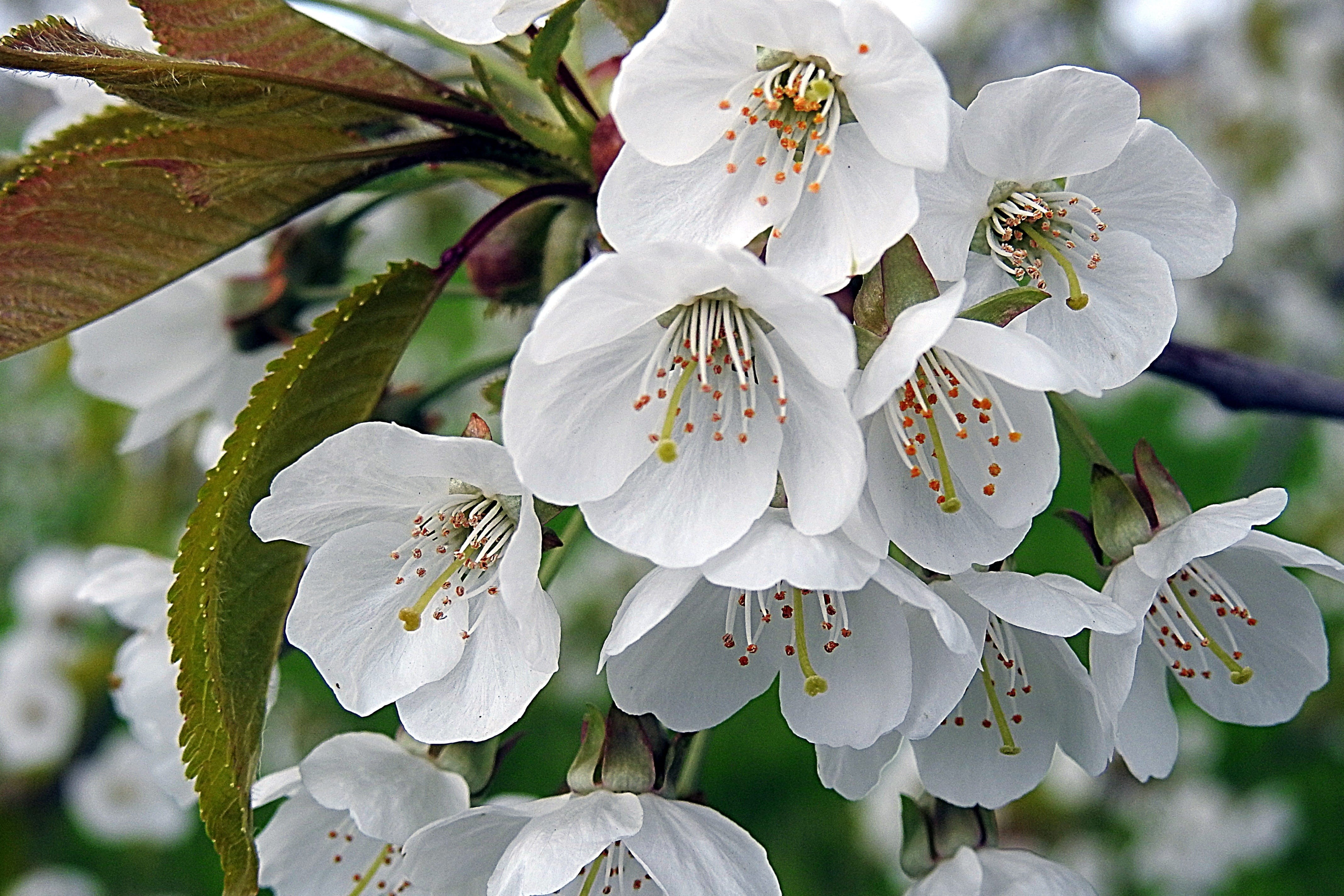 Cherry Blossom, blossom, outdoors, leaf, inflorescence, flower, freshness, photography, pollen, nature, Blossoms, fragility, focus on foreground, tree blossoms, HD Wallpaper