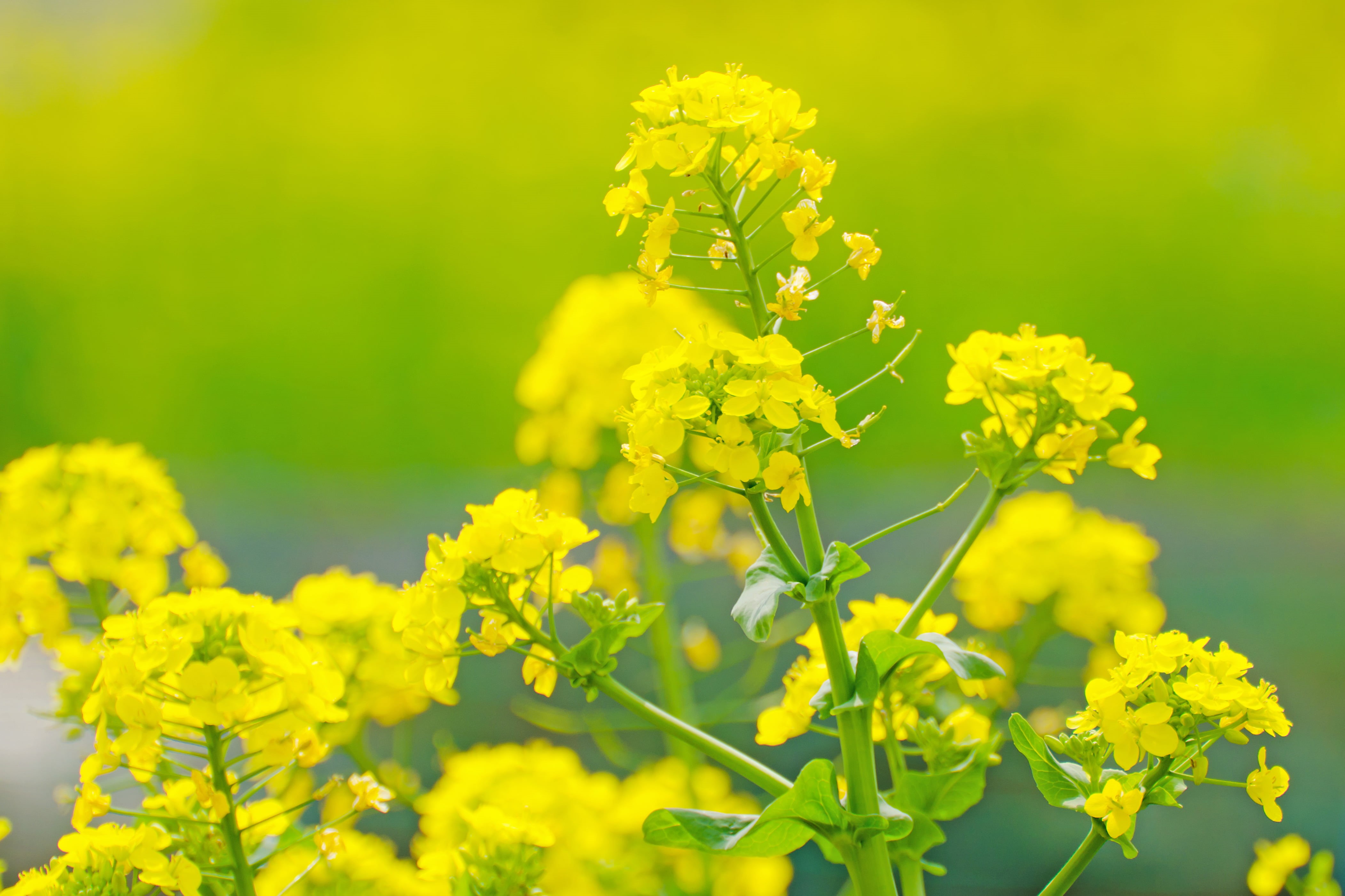 Di, Broccoli, Japan, petal, freshness, Flower, Plant, green Color, Nikon  D7000, F/4, Outdoor, Nature, VC, summer, Model, shallow focus, Beautiful, March, HD Wallpaper