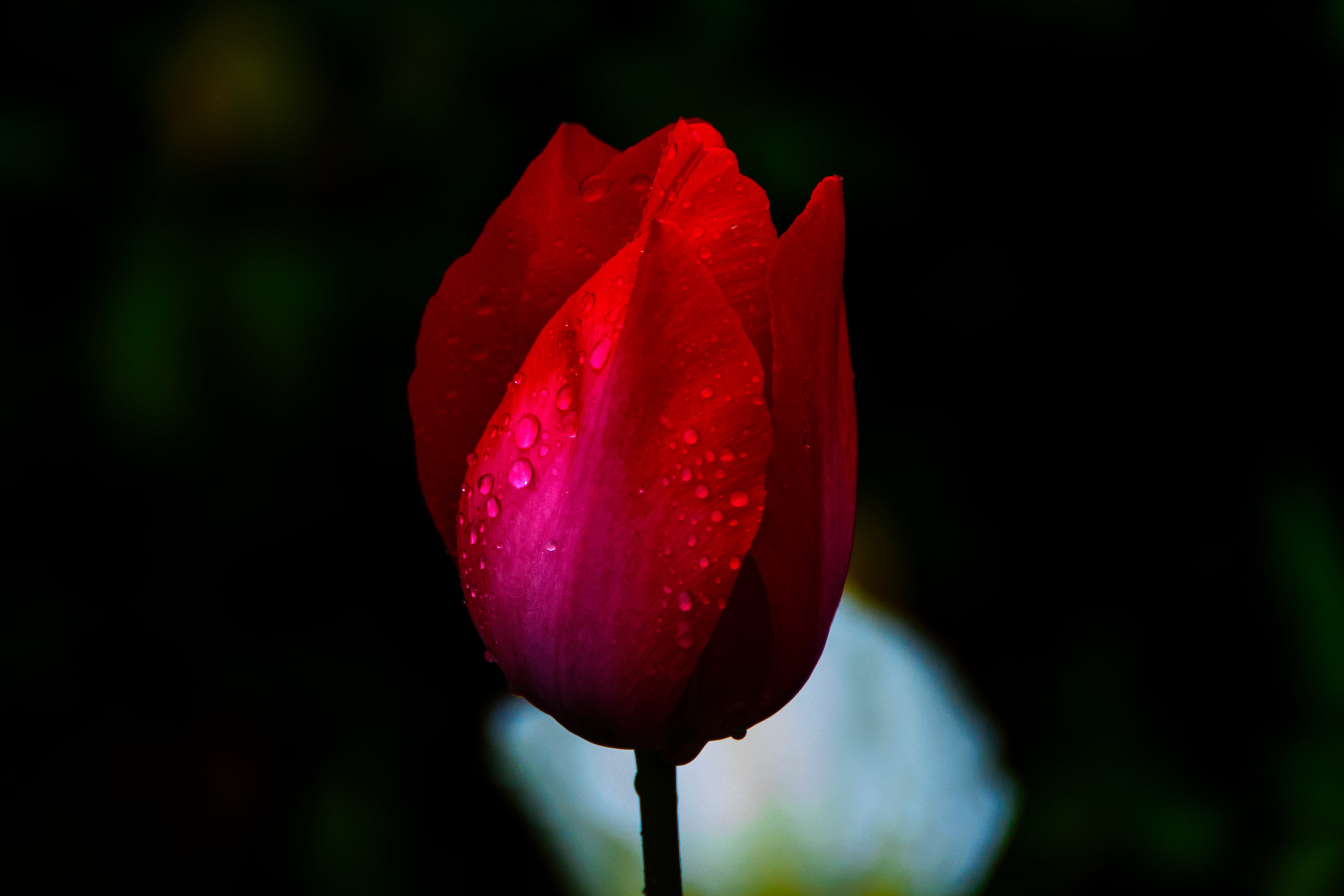bud, USD, Outdoor, Nature, beauty In Nature, leaf, flower Head, Red, 4K, Yokohama, Kanagawa, flower, Tulip, springtime, Di, CLUB, Nikon  D7000, petal, HD Wallpaper