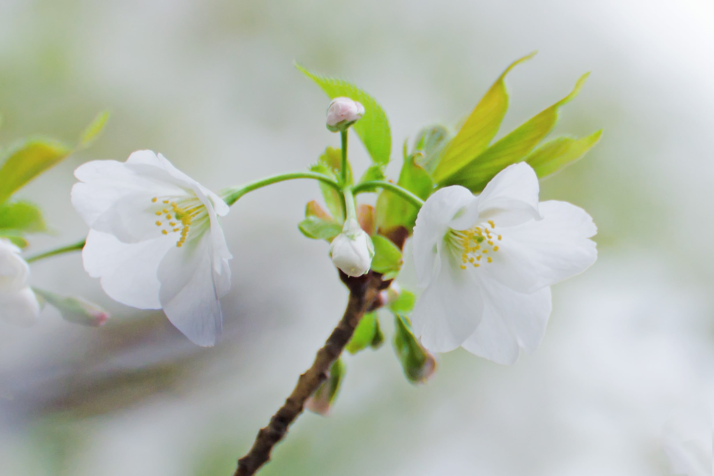 USD, 1080P, White, Flower, CLUB, Aoba, Outdoor, Oshima Cherry, selective, Nikon  D7000, Bokeh, petaled, two, flowers, Cherry Blossoms, Macro, photography, HD Wallpaper