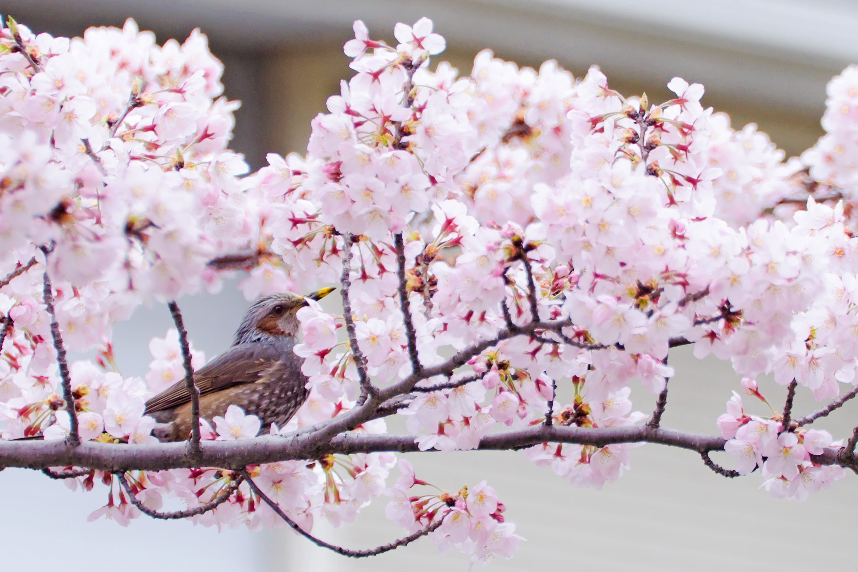 photo, F/4, Japan, Tree, petal, pink Color, Cherry Blossoms, gray, Nikon  D7000, USD, Brown-eared Bulbul, white, CLUB, Nature  Park, Di, Yokohama, flower Head, HD Wallpaper