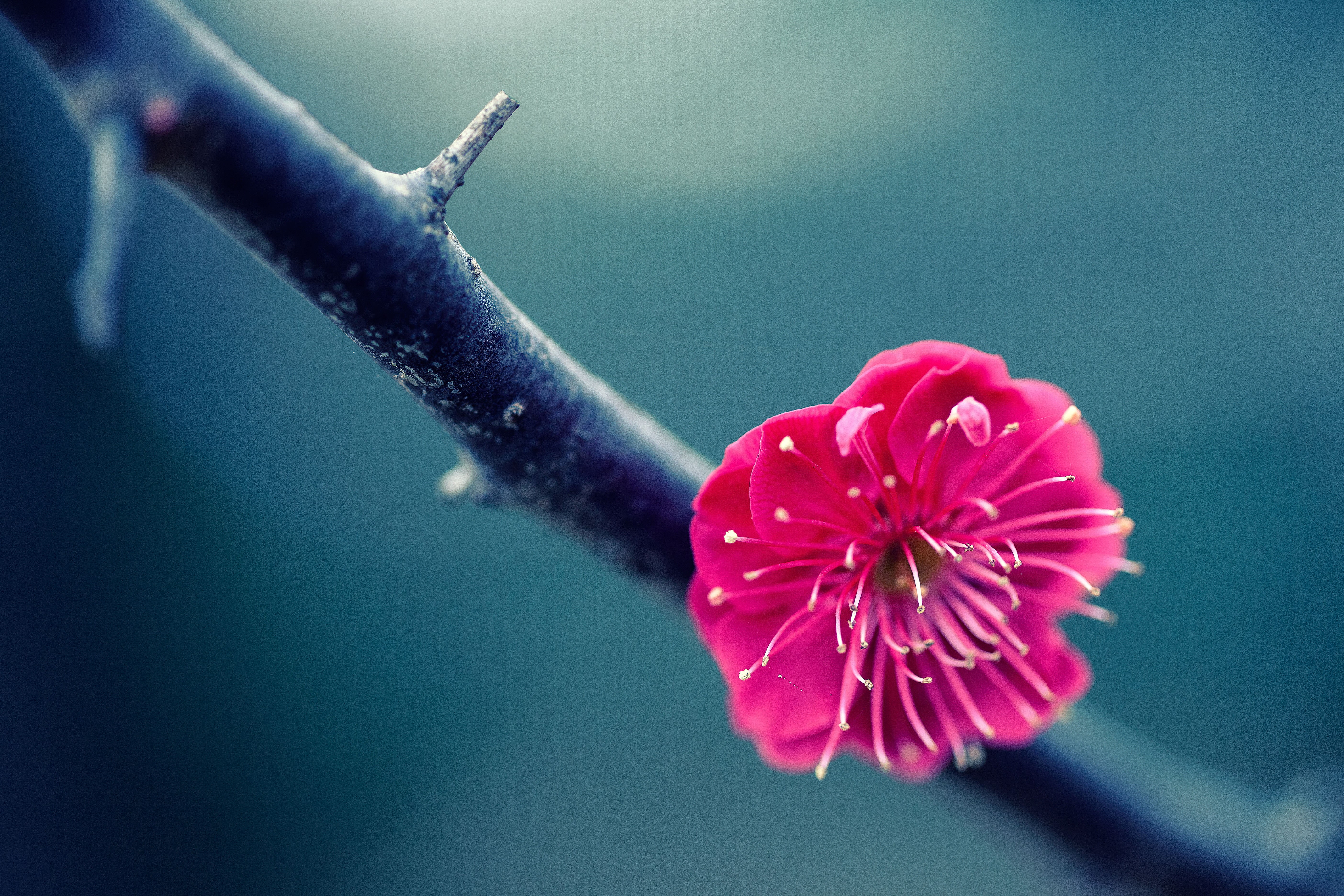 plant, nature, 日本, springtime, petal, close-up, photo, pink Color, flower Head, macro, Canon  EOS, One, Flower, blossom, close, beauty In Nature, pink, HD Wallpaper