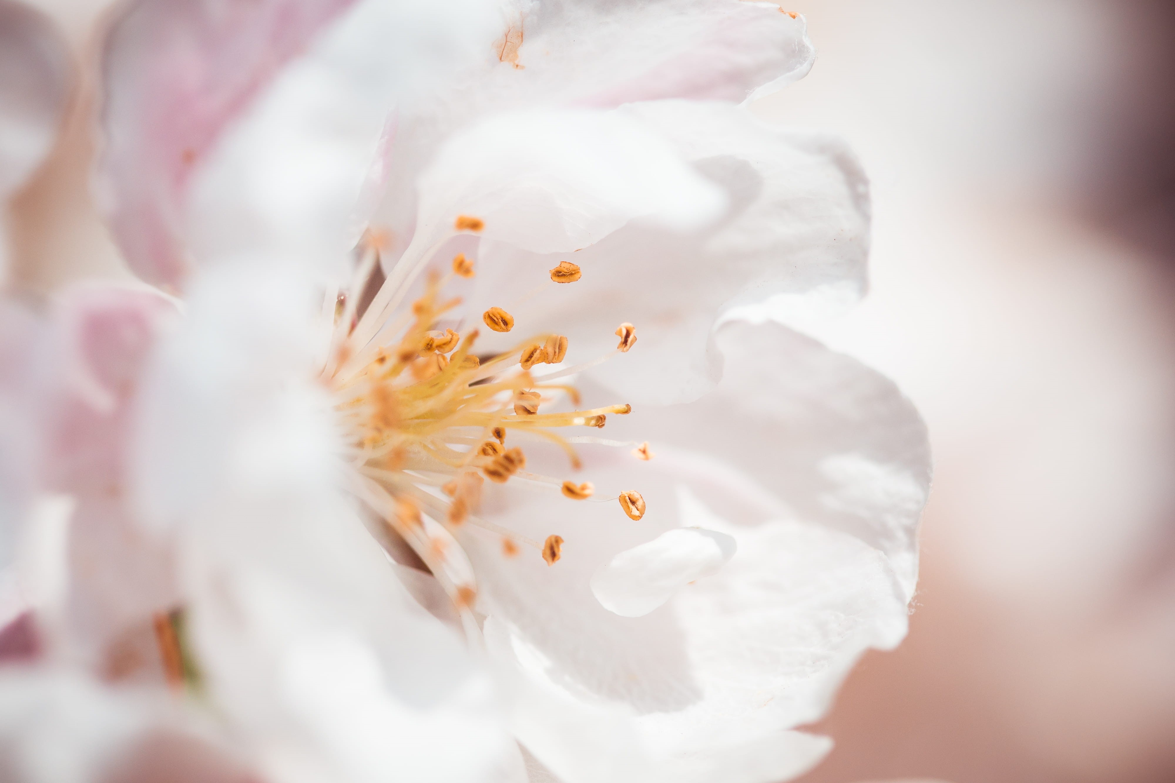 purity, Close Up, water, close, may, backgrounds, cherry blossom, room for text, softness, botany, stamen, Wonderful, white color, freshness, flowering plant, HD Wallpaper