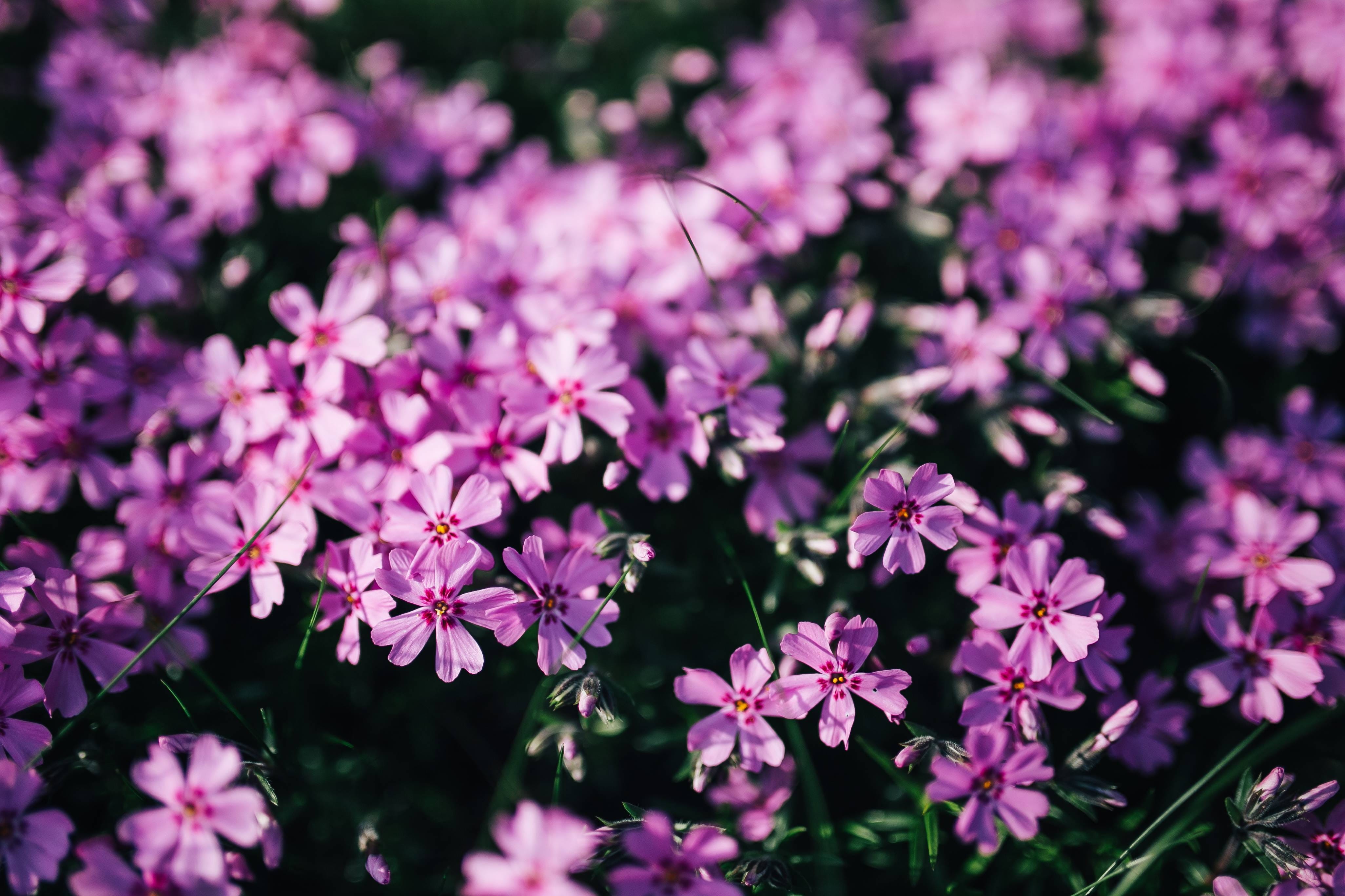 summer, beauty In Nature, closeup, inflorescence, spring, blooming, flower Head, plant, petal, background, freshness, flower, garden, fragility, 4K, selective focus, HD Wallpaper