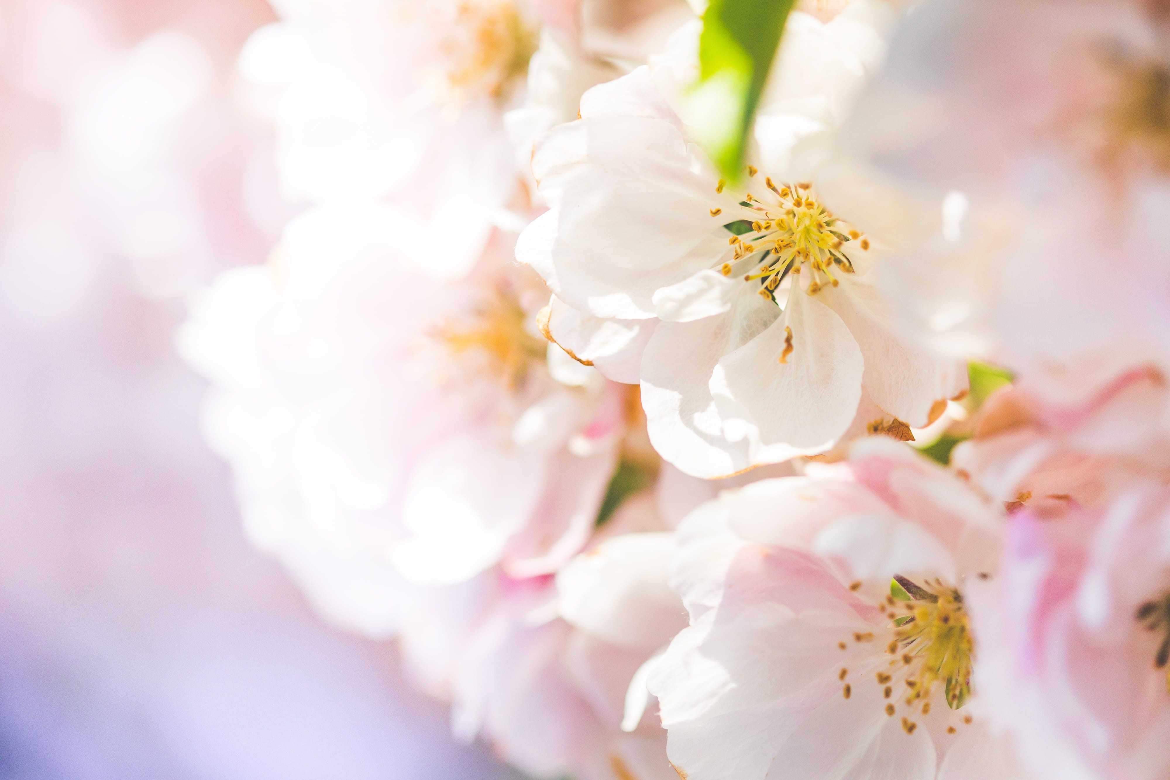 room for text, beauty In Nature, summer, trees, flower arrangement, selective focus, bouquet, freshness, blossom, fragility, pink Color, growth, nature, HD Wallpaper