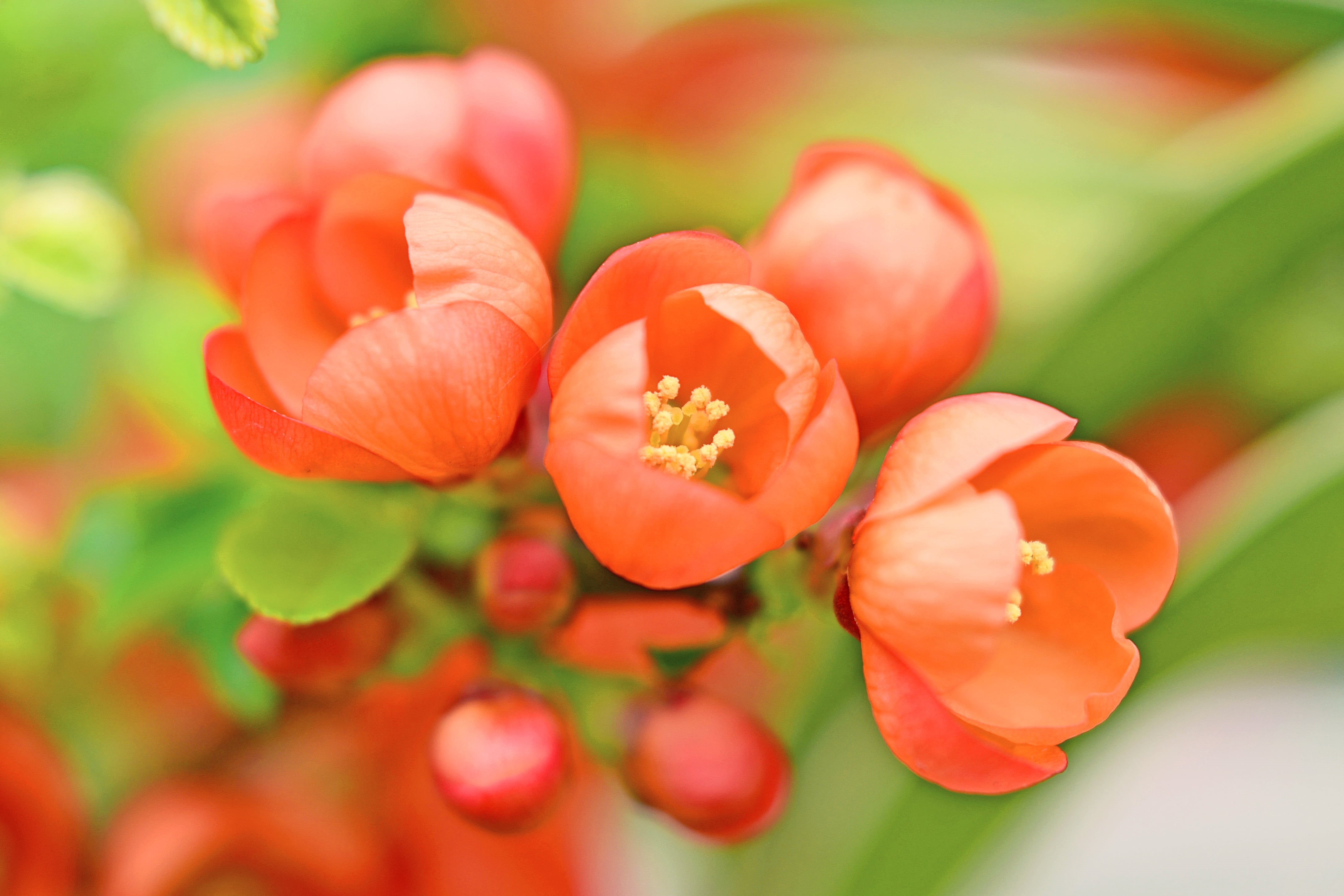 Rosaceae, Broadleaf Tree, quince, Orange Flower, Cute, close up, Photo, Brilliant, AF, flowers, NIKKOR, Cho, Nature, petaled, Maleae, Beautiful, Color  Orange, HD Wallpaper