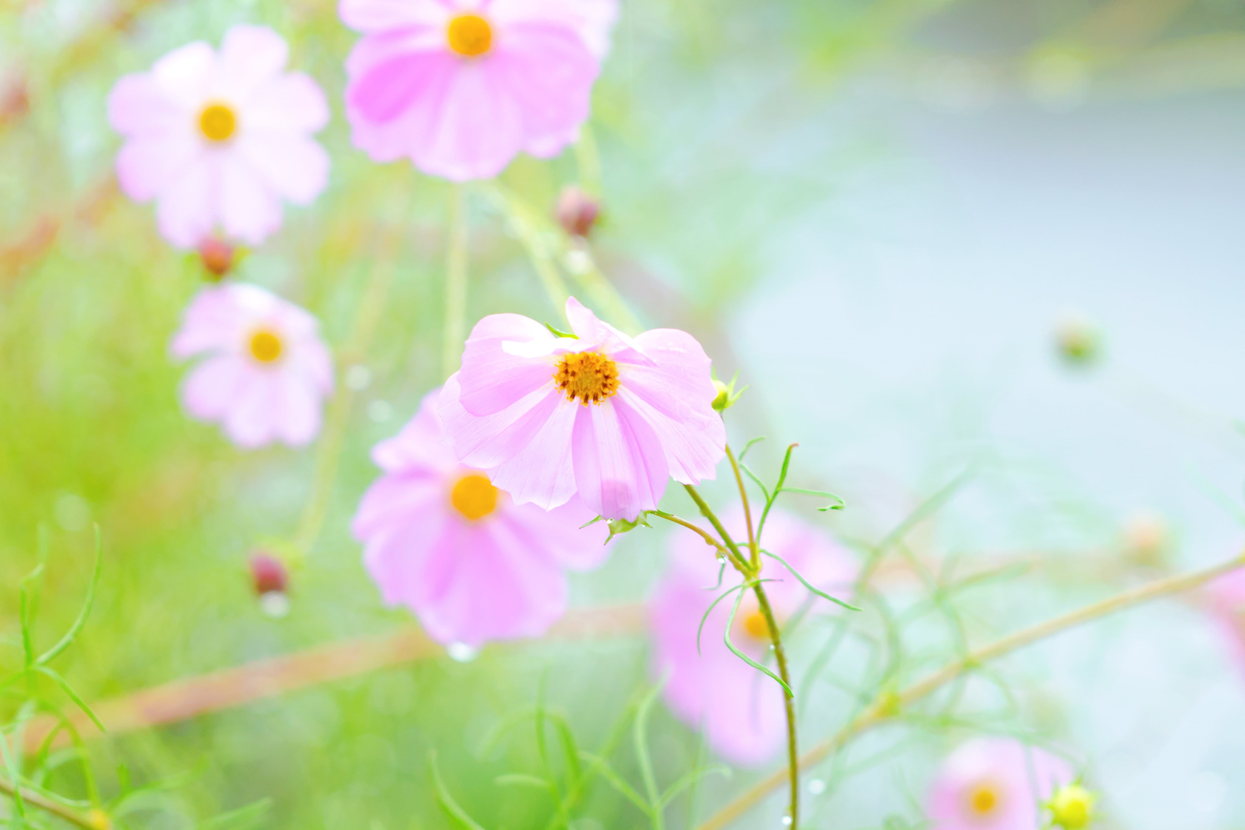 HSM, photography, 70-200mm, CLUB, freshness, petaled, Flower, summer, Bokeh, in The Rain, springtime, outdoors, Macro, Pink, Plant, EX, Japan, Nature, macro photography, HD Wallpaper