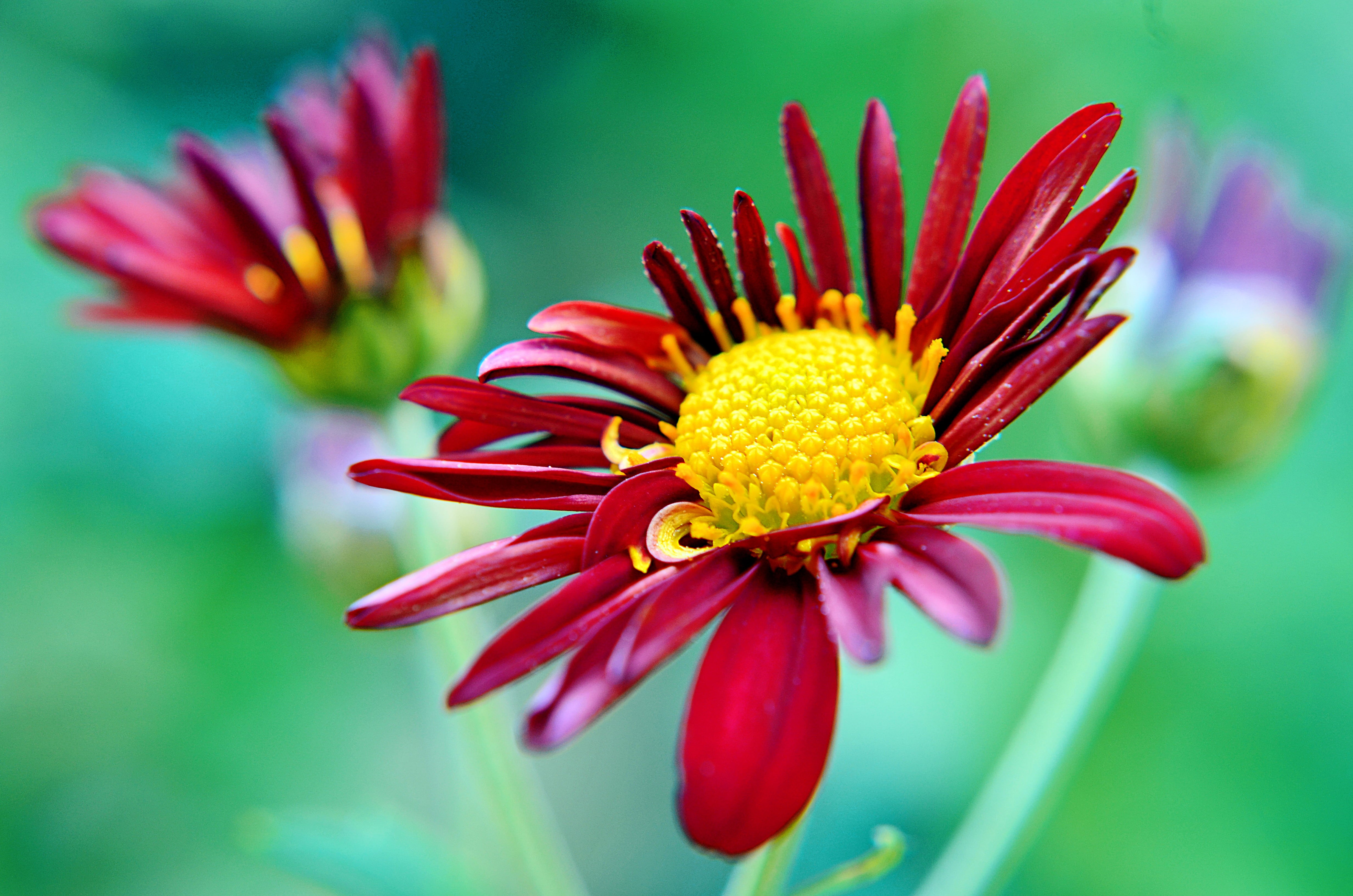 Crimson  Red, yellow, Cute, Kanagawa, Photo, petal, Nikon AF, flower Head, Nikon  D5100, Color  Red, close, Clear, Shot, Tuesday  Morning, Plant, Yokohama, HD Wallpaper