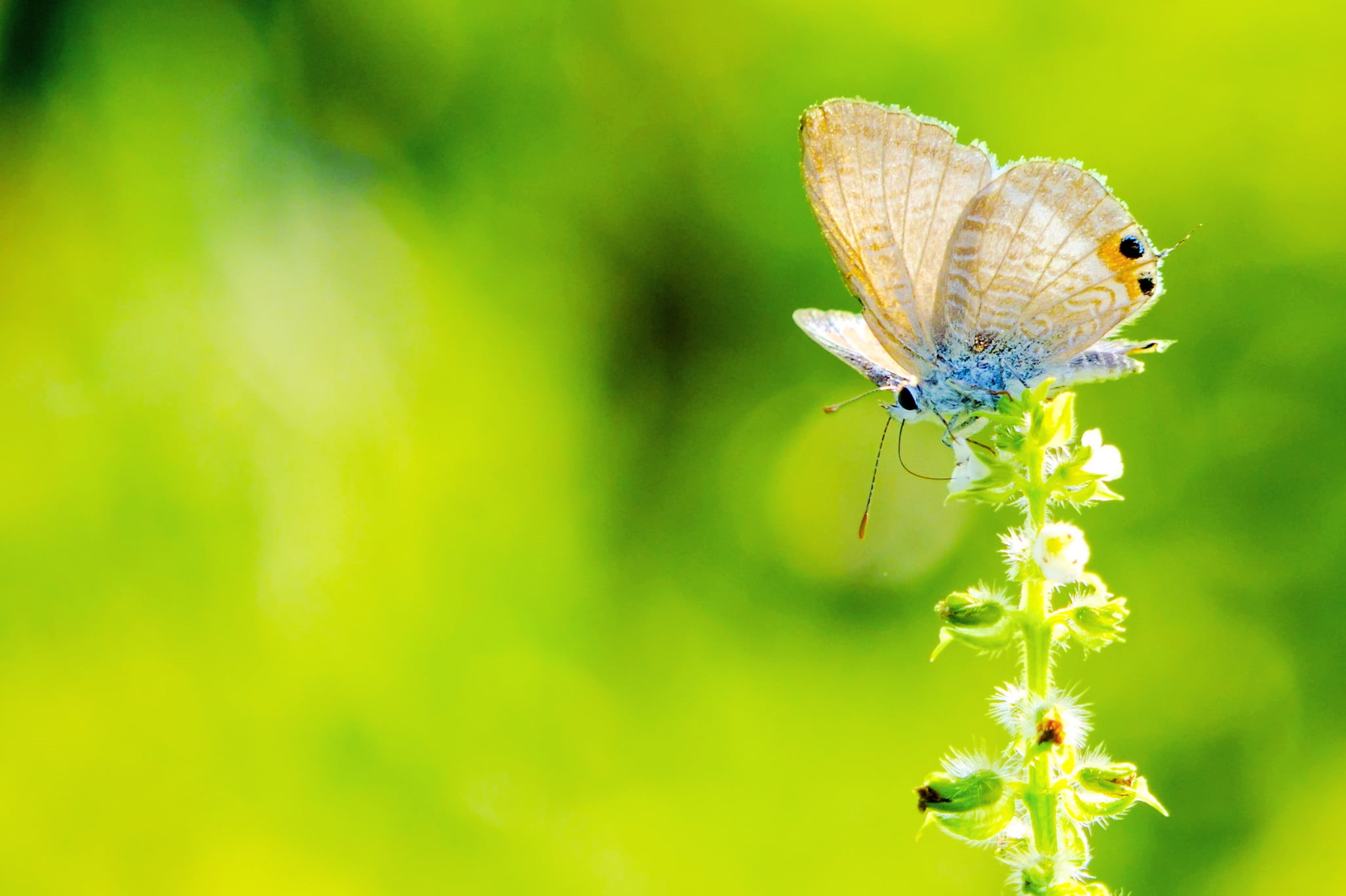 Lycaenid, CLUB, Yokohama, SP 70, close-up photography, Japan, Di, white, photography, close-up, Nature, Plant, USD, Butterfly, beauty In Nature, summer, HD Wallpaper