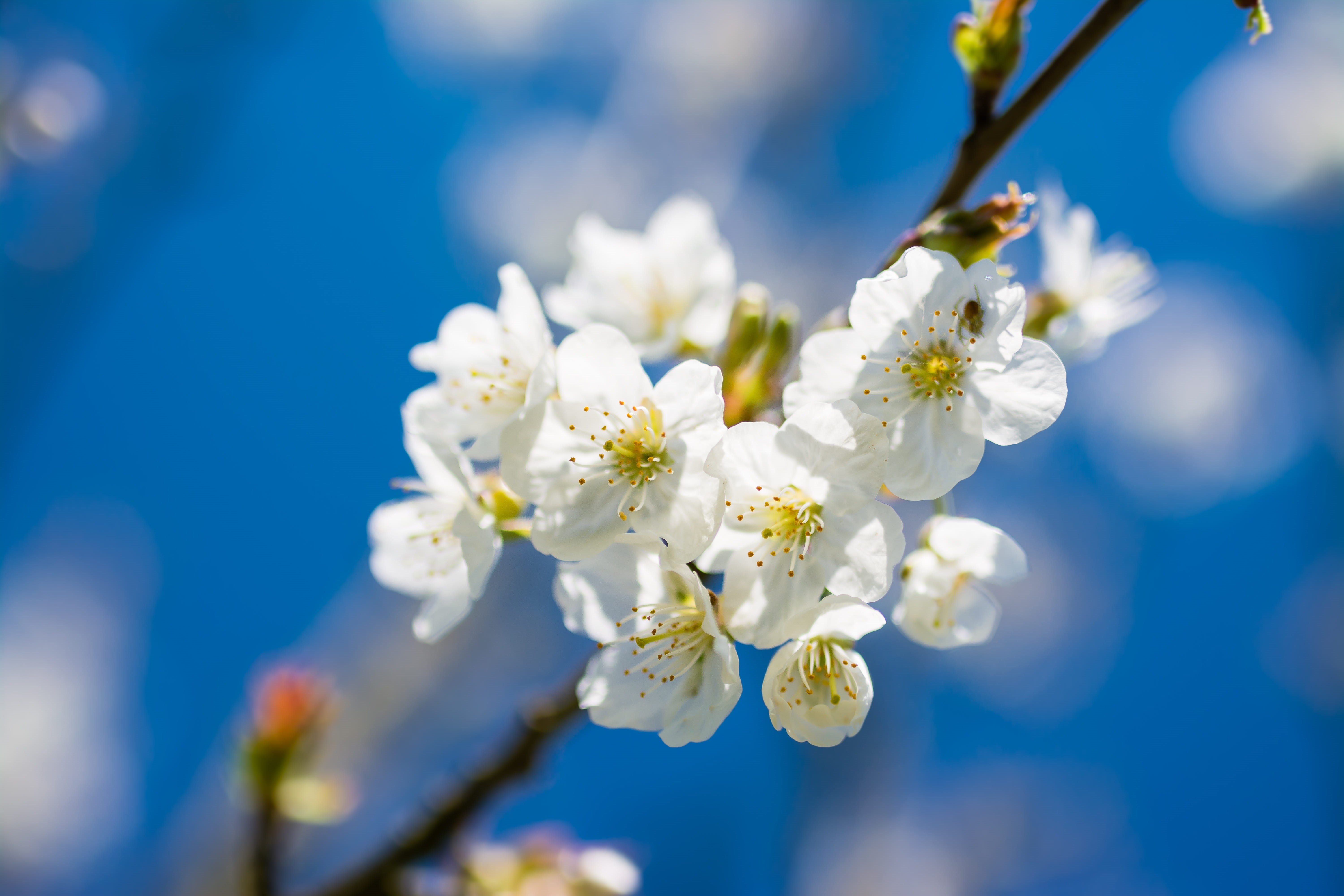 season, selective focus, tree, fresh, white, april, inflorescence, cherry tree, focus, photography, spring, Flower, bloom, cherry, nature, blue, beauty In Nature, HD Wallpaper