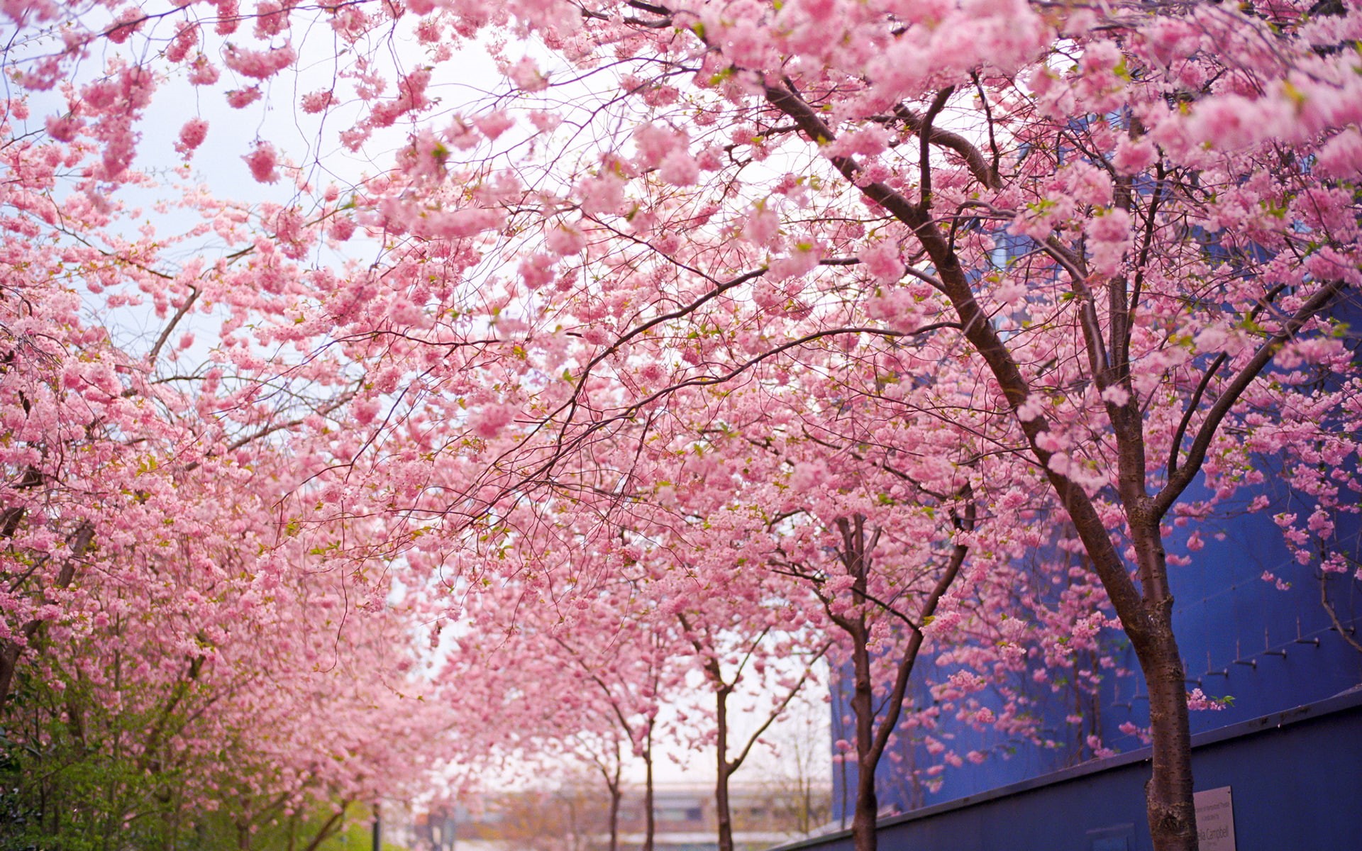 nature, cherry, pink, tree, blossom, 1080P, flowers, hd, HD Wallpaper