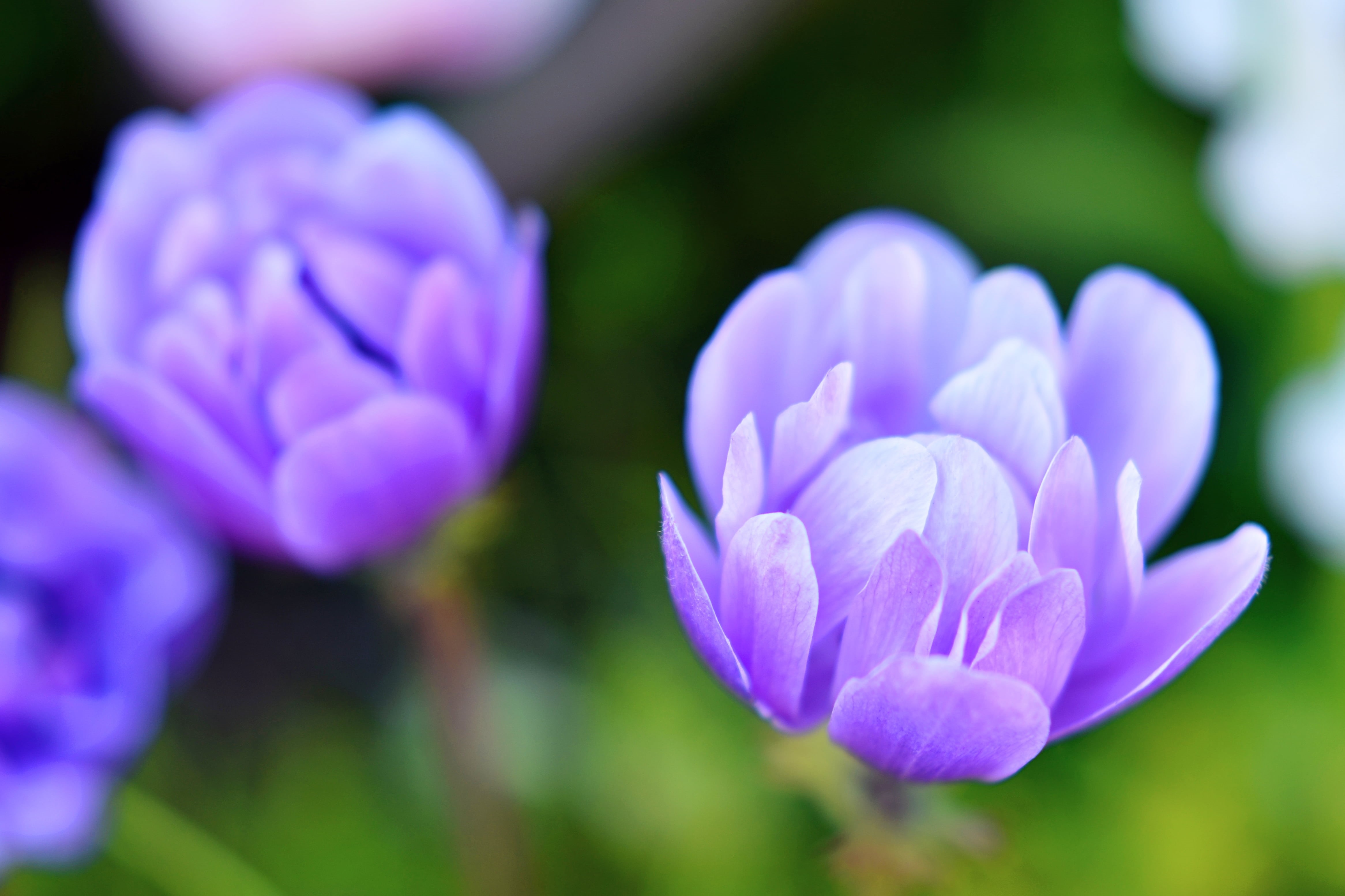 petal, Aoba Ward, March, Yokohama, 8G, freshness, Liliaceae, Fine, MC, Color, Nature, Brilliant, Pulsatilla, selective focus, Nikon AF, springtime, Plant, HD Wallpaper