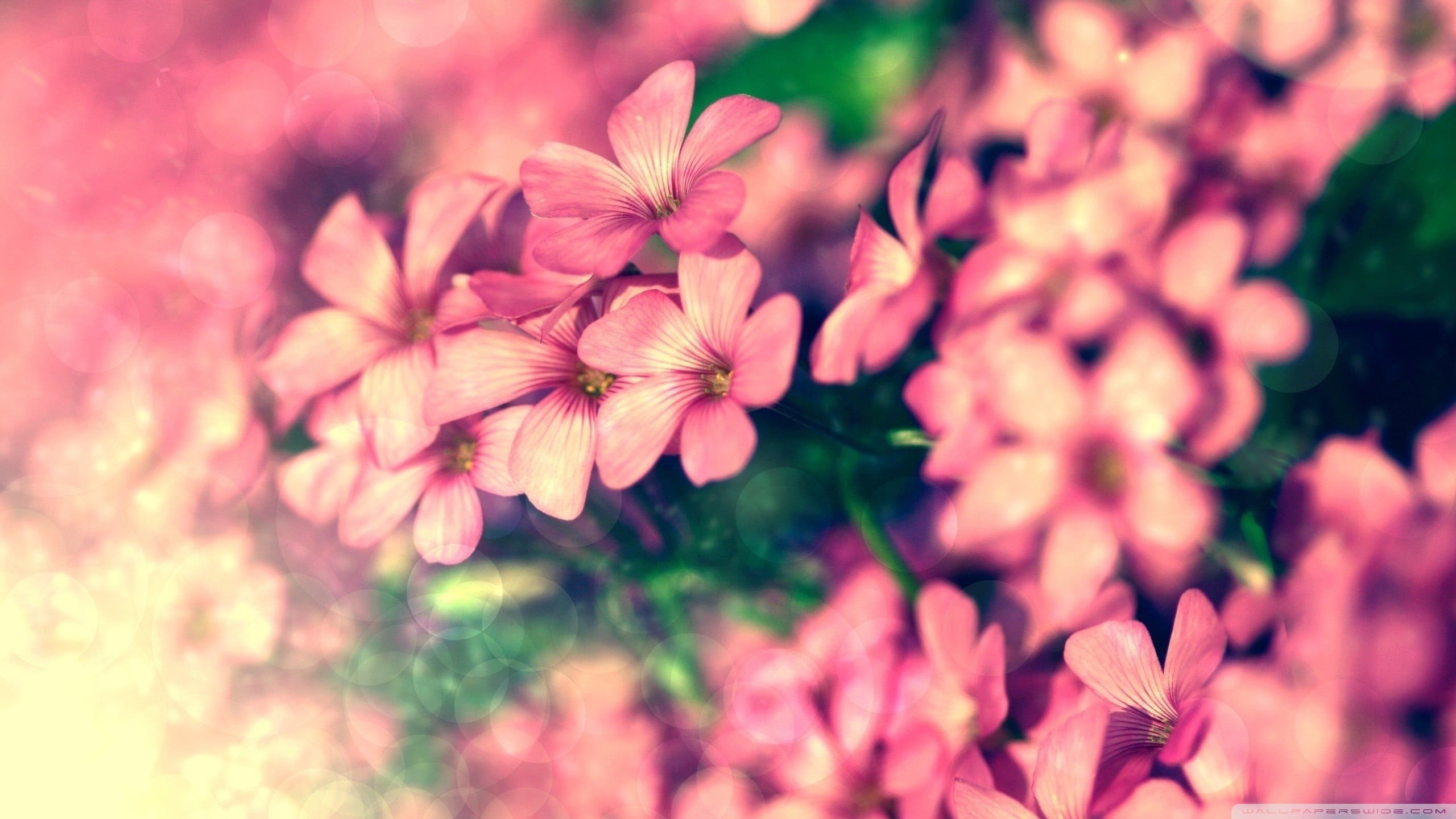 day, flower head, selective focus, growth, focus on foreground, flower, plants, petal, no people, blossom, flowering plant, inflorescence, beauty in nature, HD Wallpaper