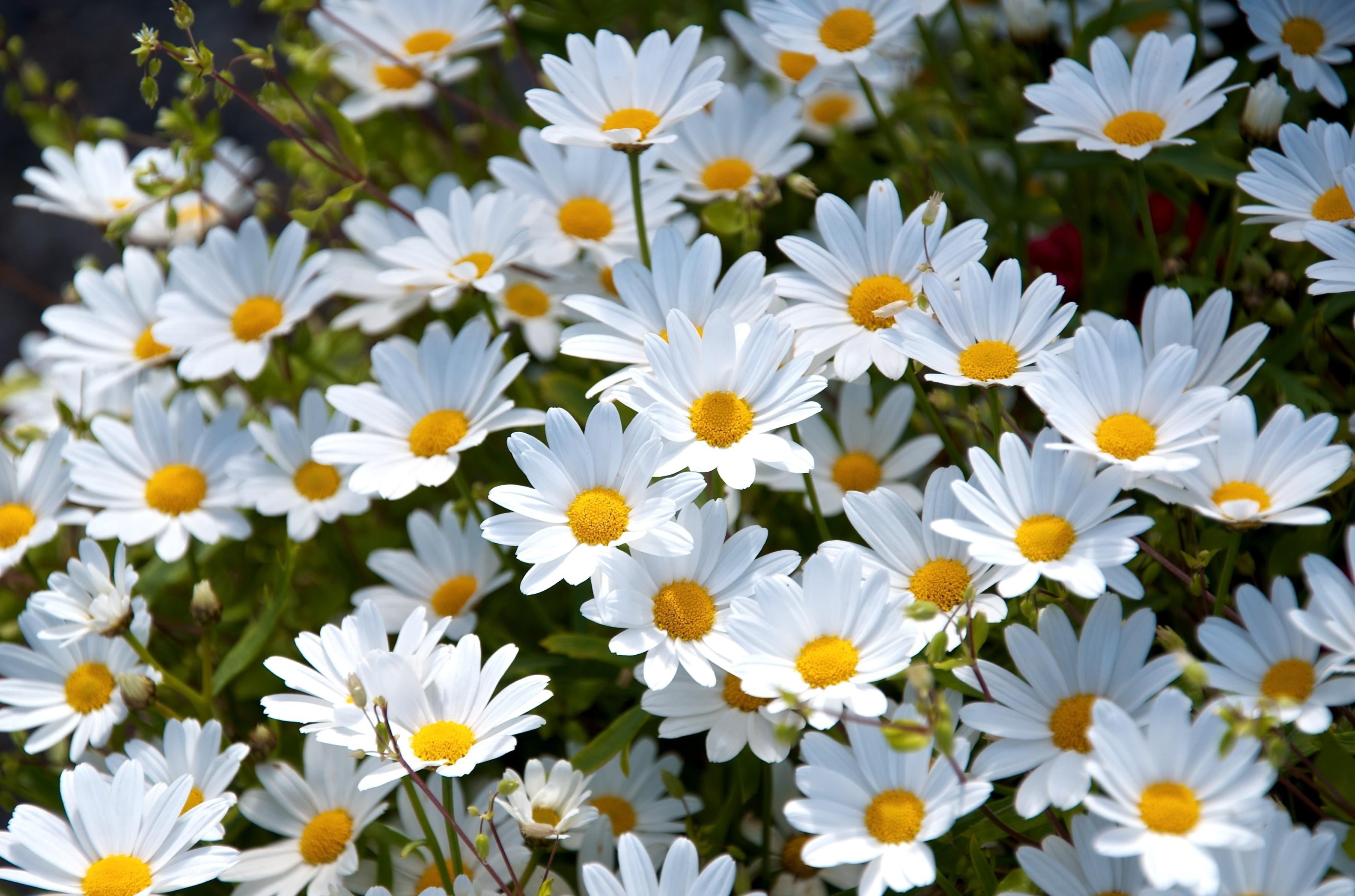 formal Garden, macro, summer, flower Head, white color, mood, flowers, beauty In Nature, flower, chamomile Plant, vulnerability, freshness, leaf, marguerite, HD Wallpaper