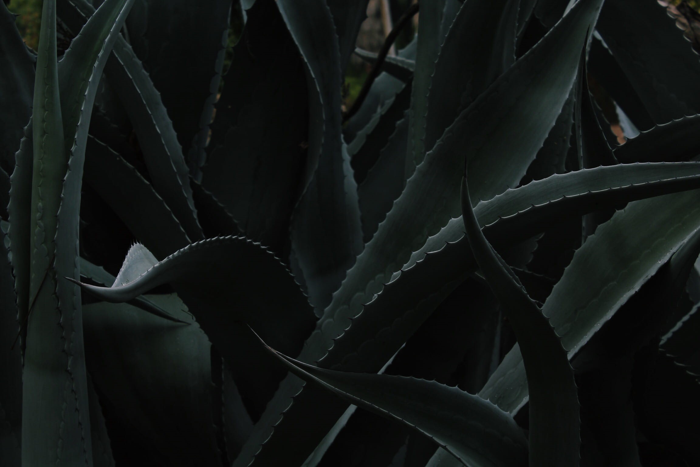 sharp, aloe, photography, leaf, dark, aloe vera plant, closeup, outdoors, arboretum, full frame, vera, plant part, beauty in nature, shallow, growth, focus, HD Wallpaper