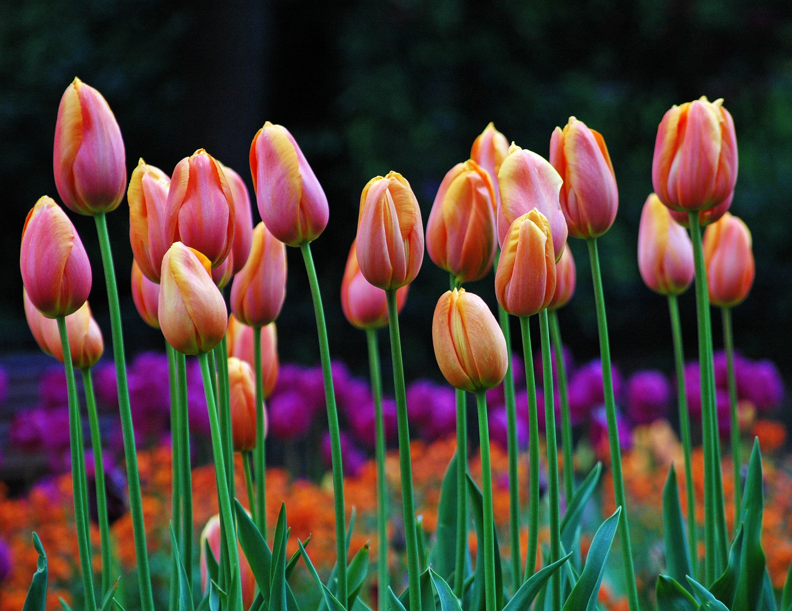 photo, red  purple, spring, Arboretum  Nottingham, flower, close, pink, bokeh, close up, outdoors, season, green Color, Arboretum Park, Tulips, beauty In Nature, HD Wallpaper