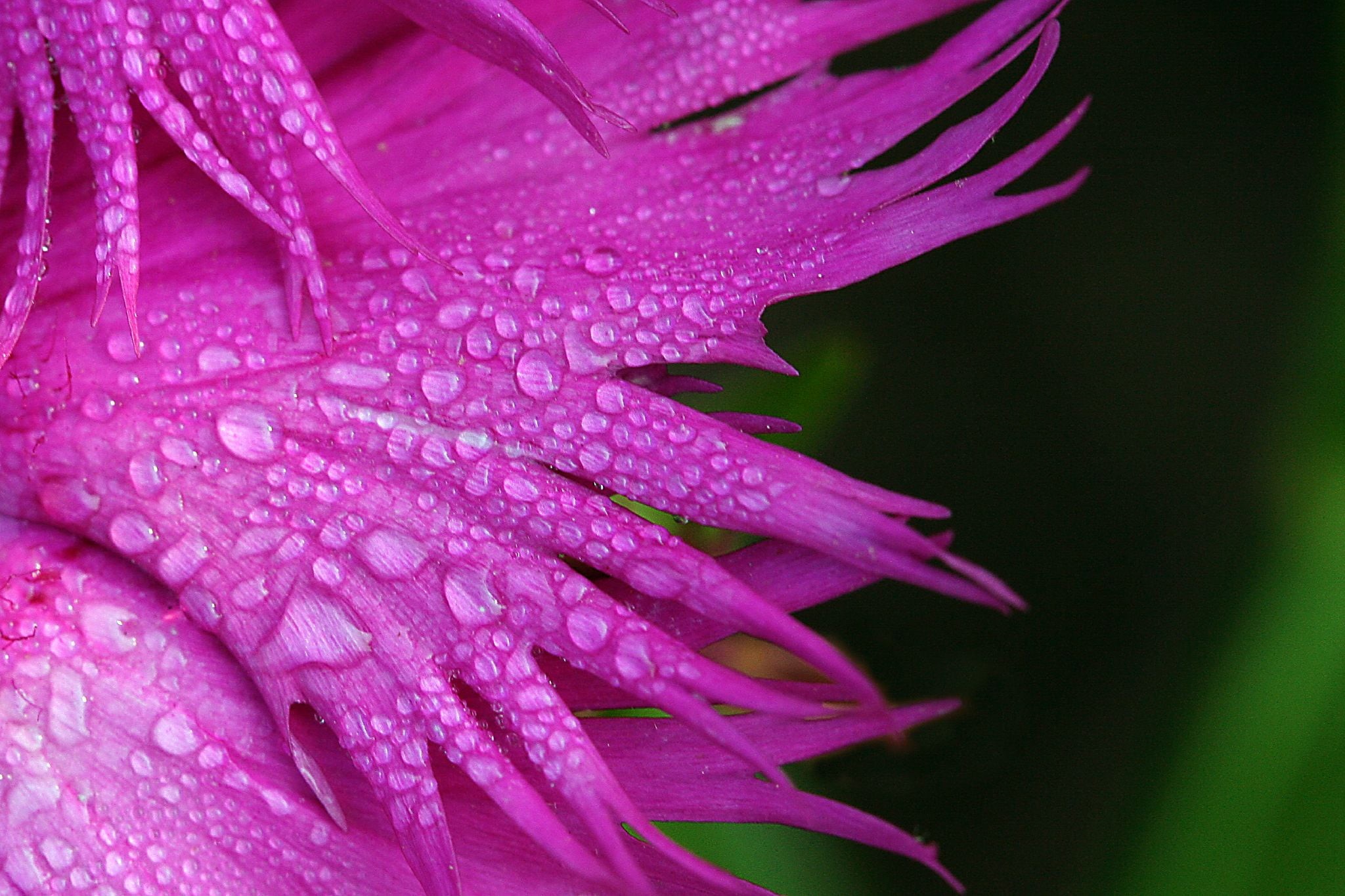 Magenta, top, drops, 1080P, bloom, bokeh, dew, plant, droplets, water, close-up, flower, in bloom, Dianthus, lexington  kentucky, arboretum, petal, photo, HD Wallpaper