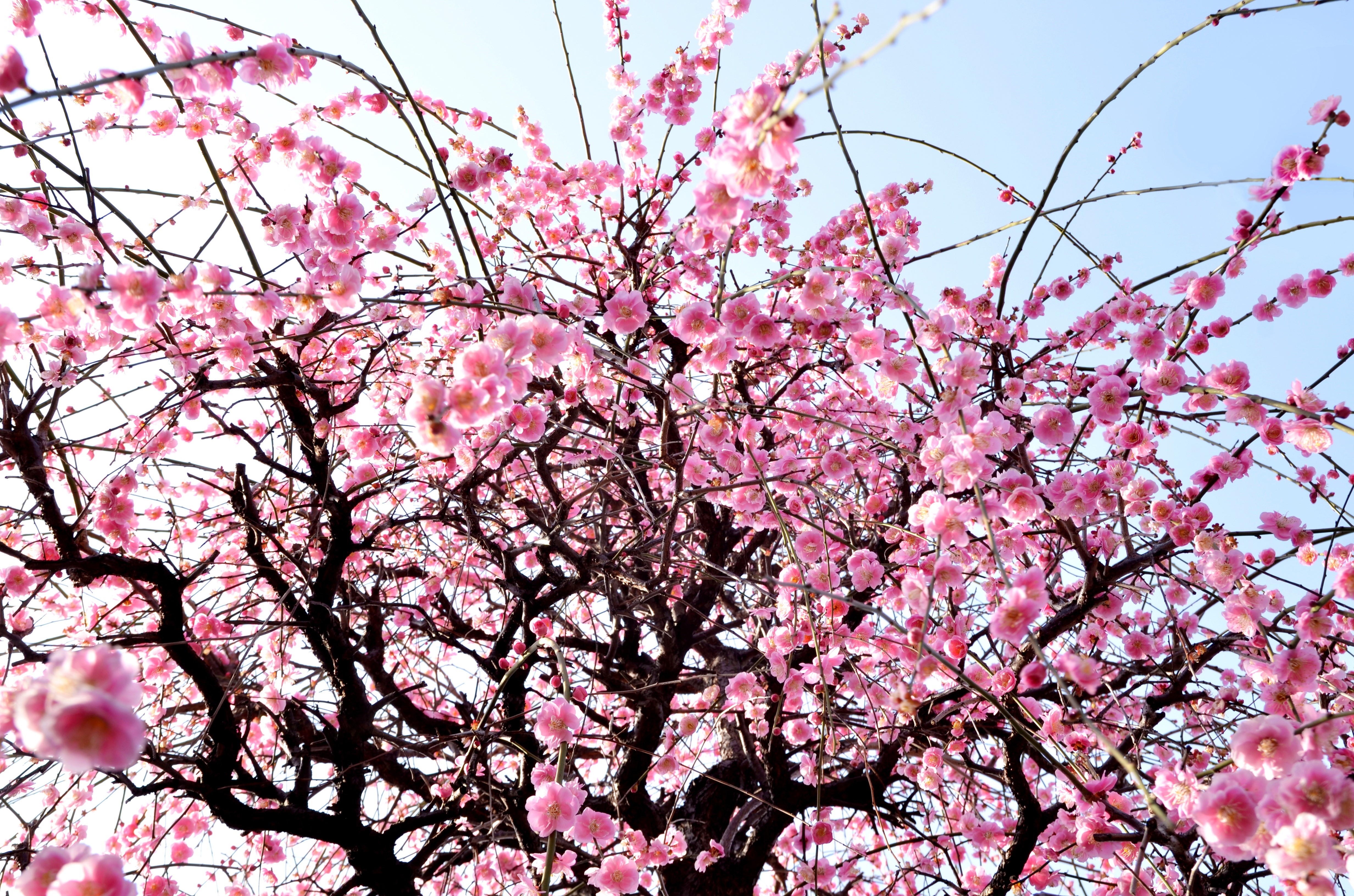 trees, bill, low angle view, selective focus, white plum blossoms, beauty, delicate, winter, flower, tokyo, freshness, 4K, petal, day, garden, red plum, HD Wallpaper