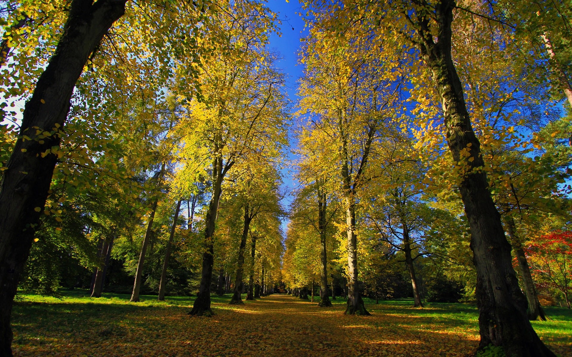 Alley, Autumn, Arboretum, Sunshine, Road, Park, 1080P, HD Wallpaper