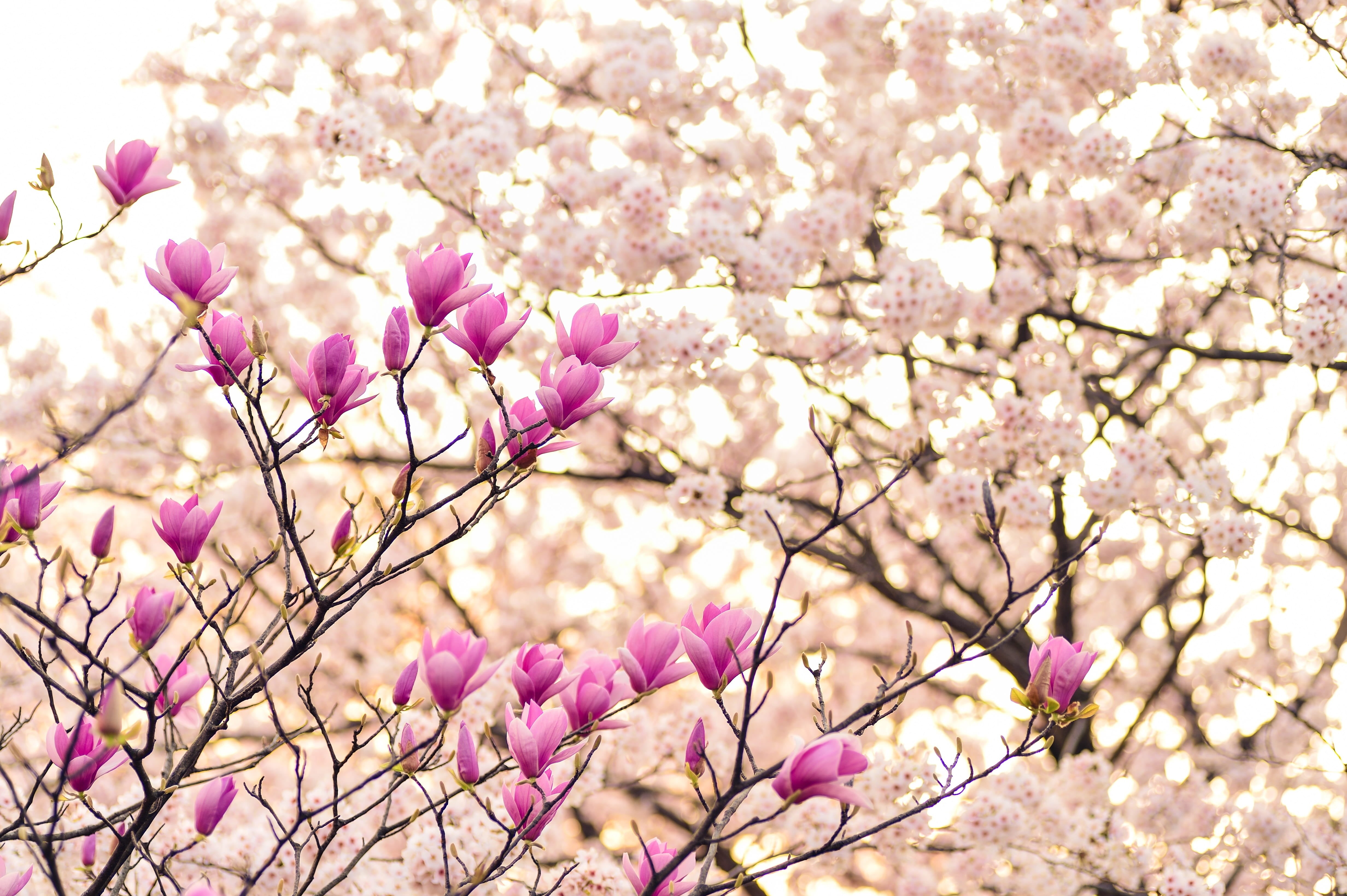 blossom, beauty in nature, petal, close-up, day, arboretum, fragility, nature, flower head, no people, freshness, cherry tree, flowering plant, cherry, HD Wallpaper
