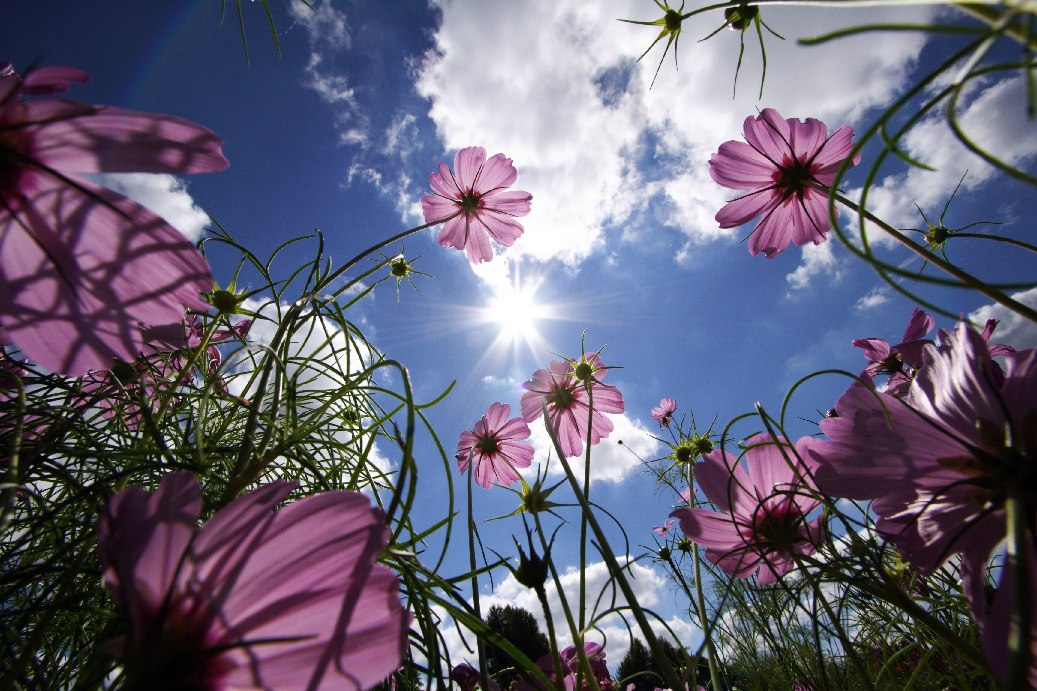 f75, flowers, flickr, f400, looking up, c25, f200, Sunny Side Up, c200, f150, cosmos, c100, f700, c50, sky, clouds, pink, low, f1000, f500, angle, c75, HD Wallpaper