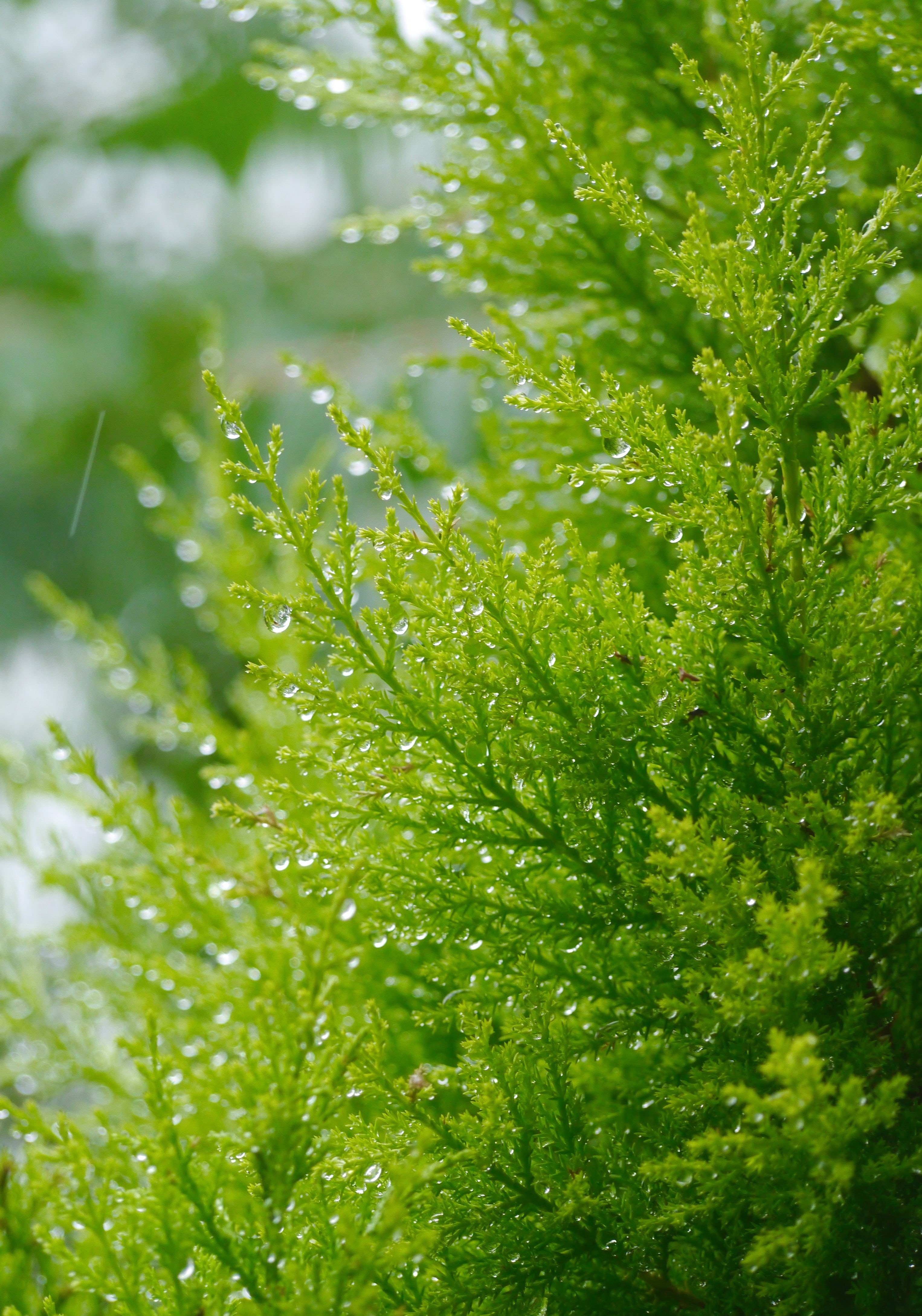 dew, yokosuka, japan, water, forest, growth, green, branch, freshness, drop of water, foliage, no People, young and vivacious, beauty in nature, raindrop, Phone HD Wallpaper