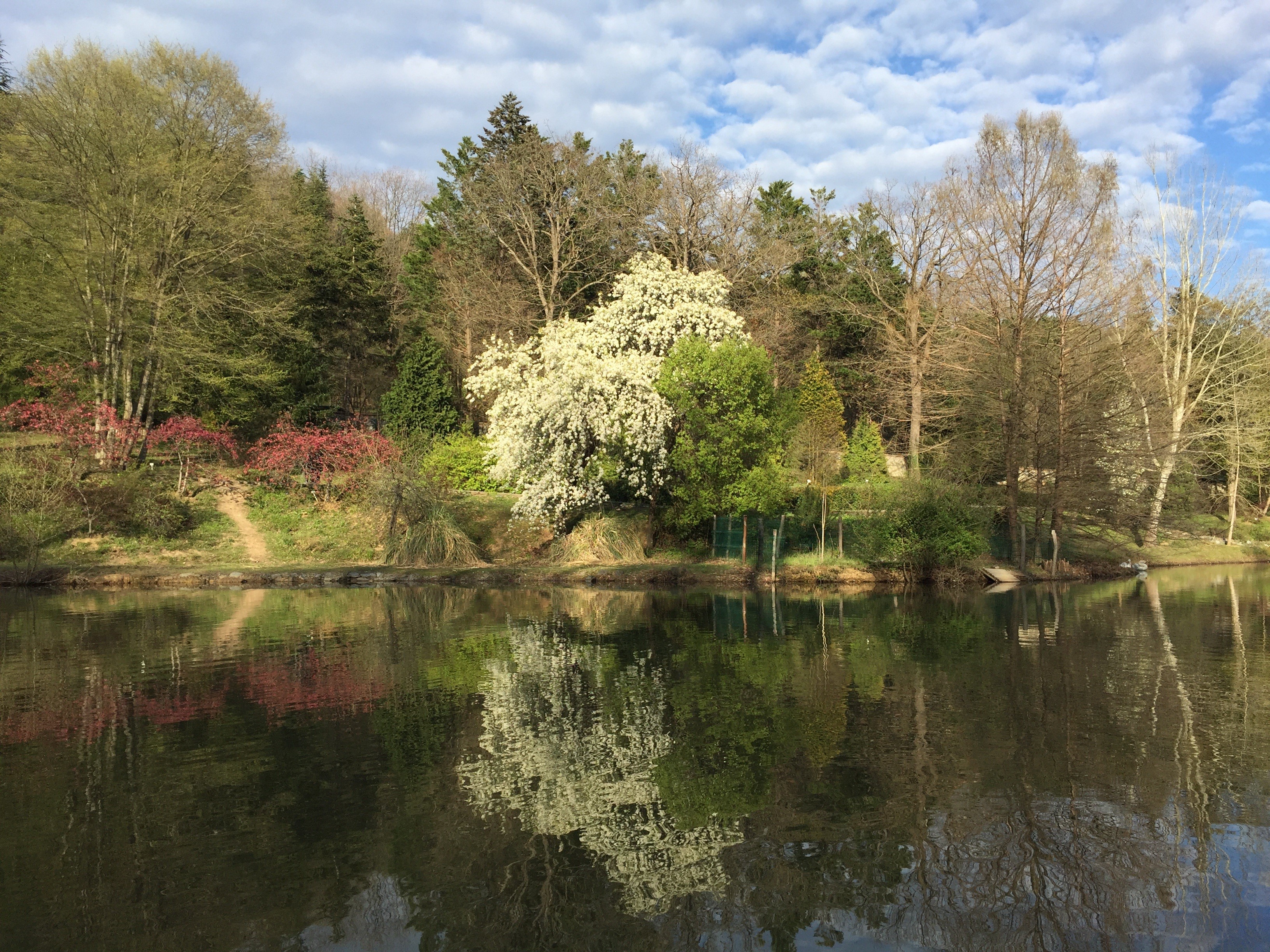 idyllic, waterfront, pond, peace, tranquility, no people, open air, natur, botanical, day, tranquil scene, botanical garden, forest, cloud - sky, turkey, HD Wallpaper