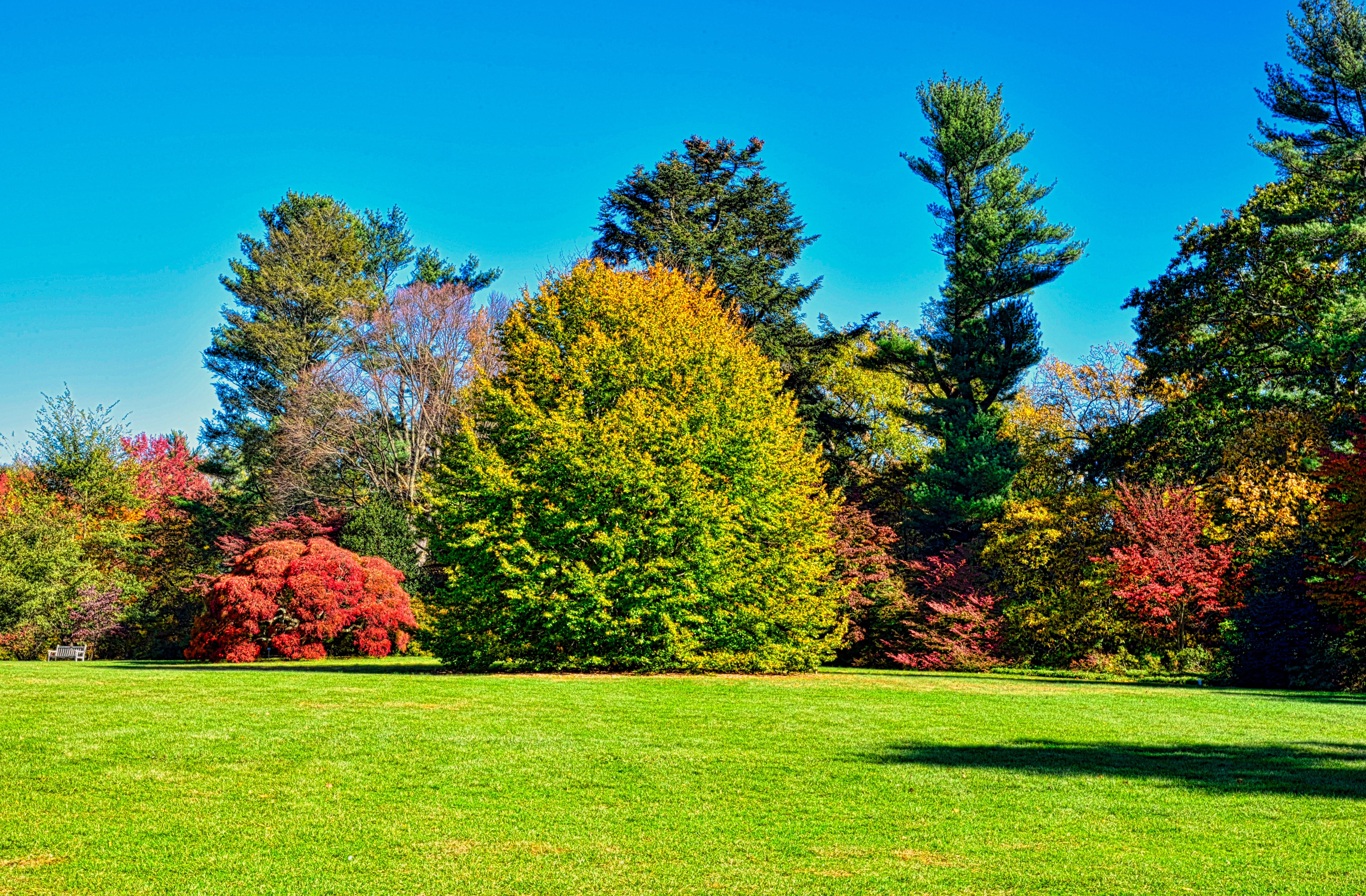 blue, green color, yellow, garden, scenics - nature, trees, environment, vibrant color, grass, change, fall, beauty in nature, outdoors, tranquil scene, HD Wallpaper