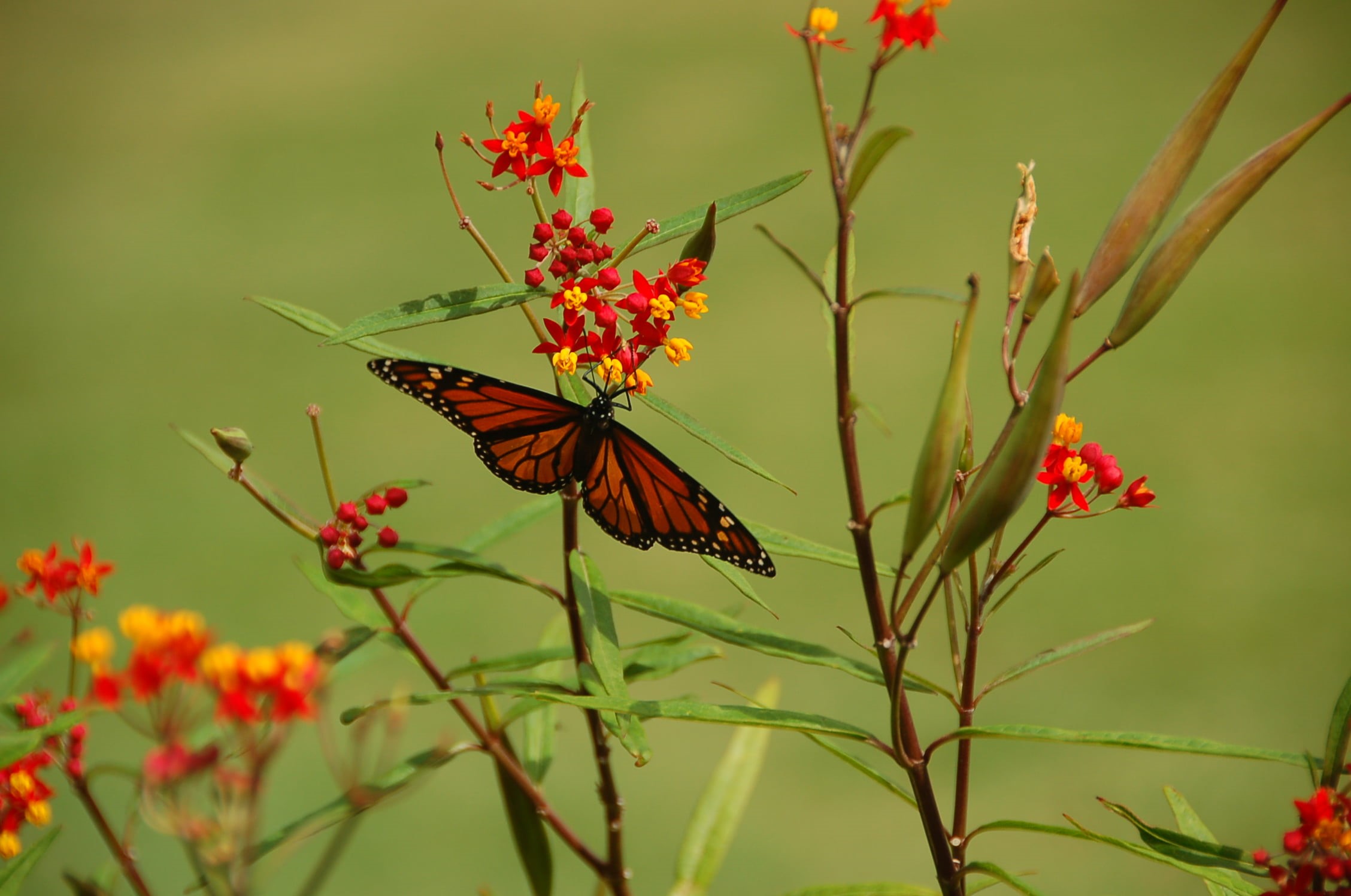 beauty In Nature, butter, black butter, flower, insect, pumpkin, nectar, Dallas Arboretum, red, yellow, animal, zipping, Dallas  Arboretum, nature, multi Colored, HD Wallpaper