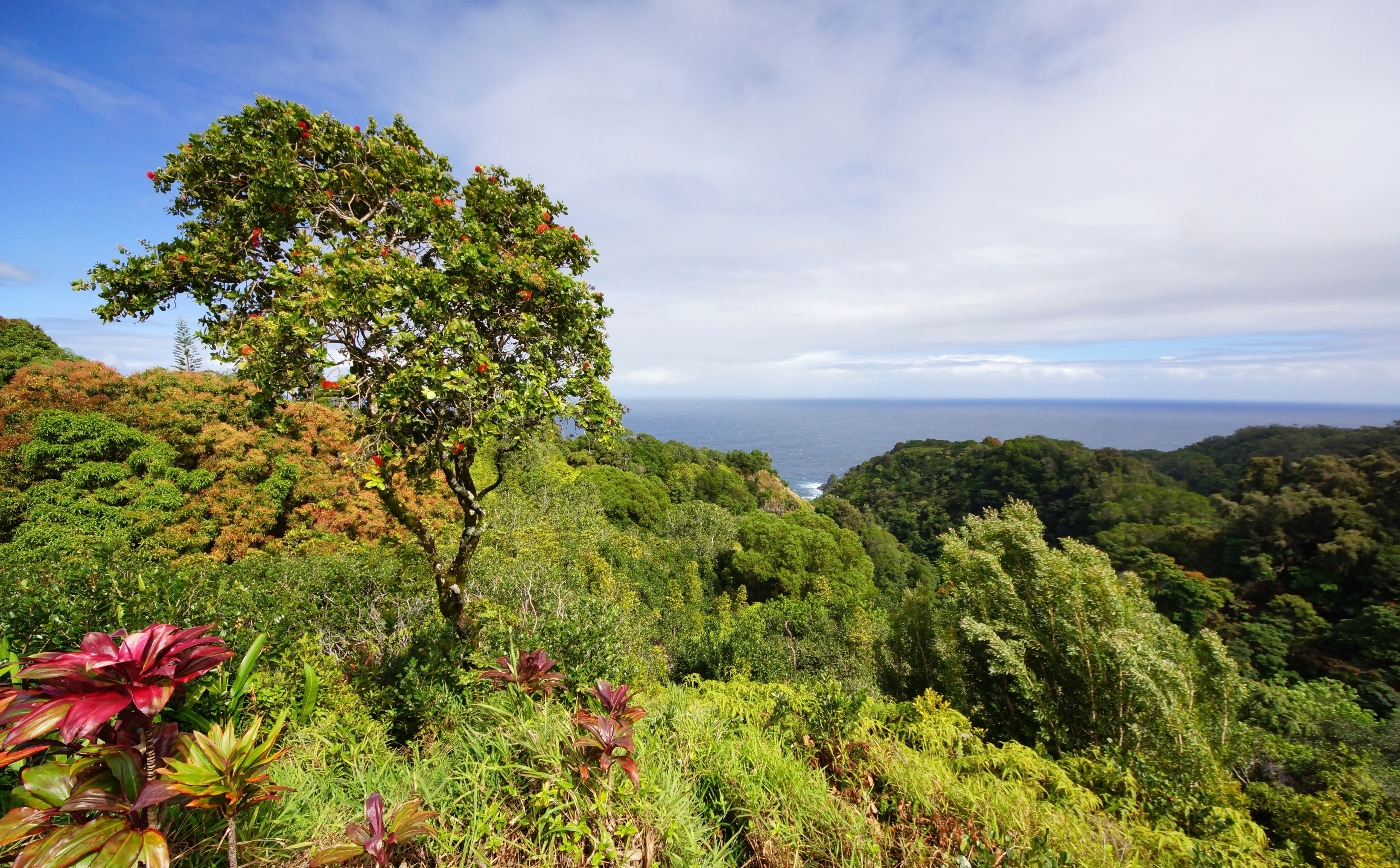 geotagged, unitedstates, outdoors, plant, eden, Alpha, Hana, green color, Island, tree, eastmakaiwaahupuaa, tranquil scene, Hawaii, High, arboretum, land, HD Wallpaper