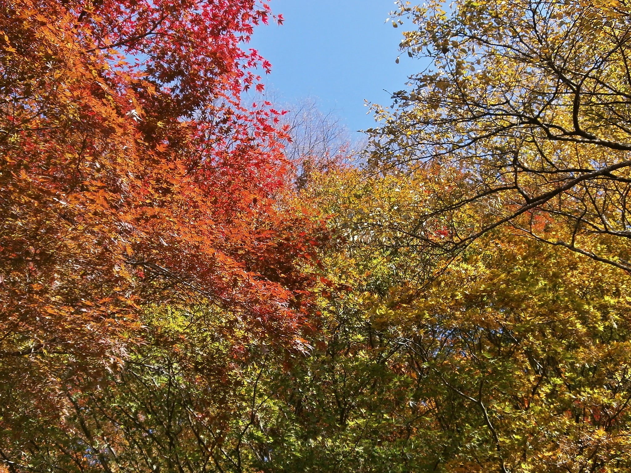 tranquil scene, land, branch, 1080P, beauty in nature, woods, woodland, autumnal leaves, growth, tree canopy, nature, idyllic, orange color, tree, scenics - nature, HD Wallpaper