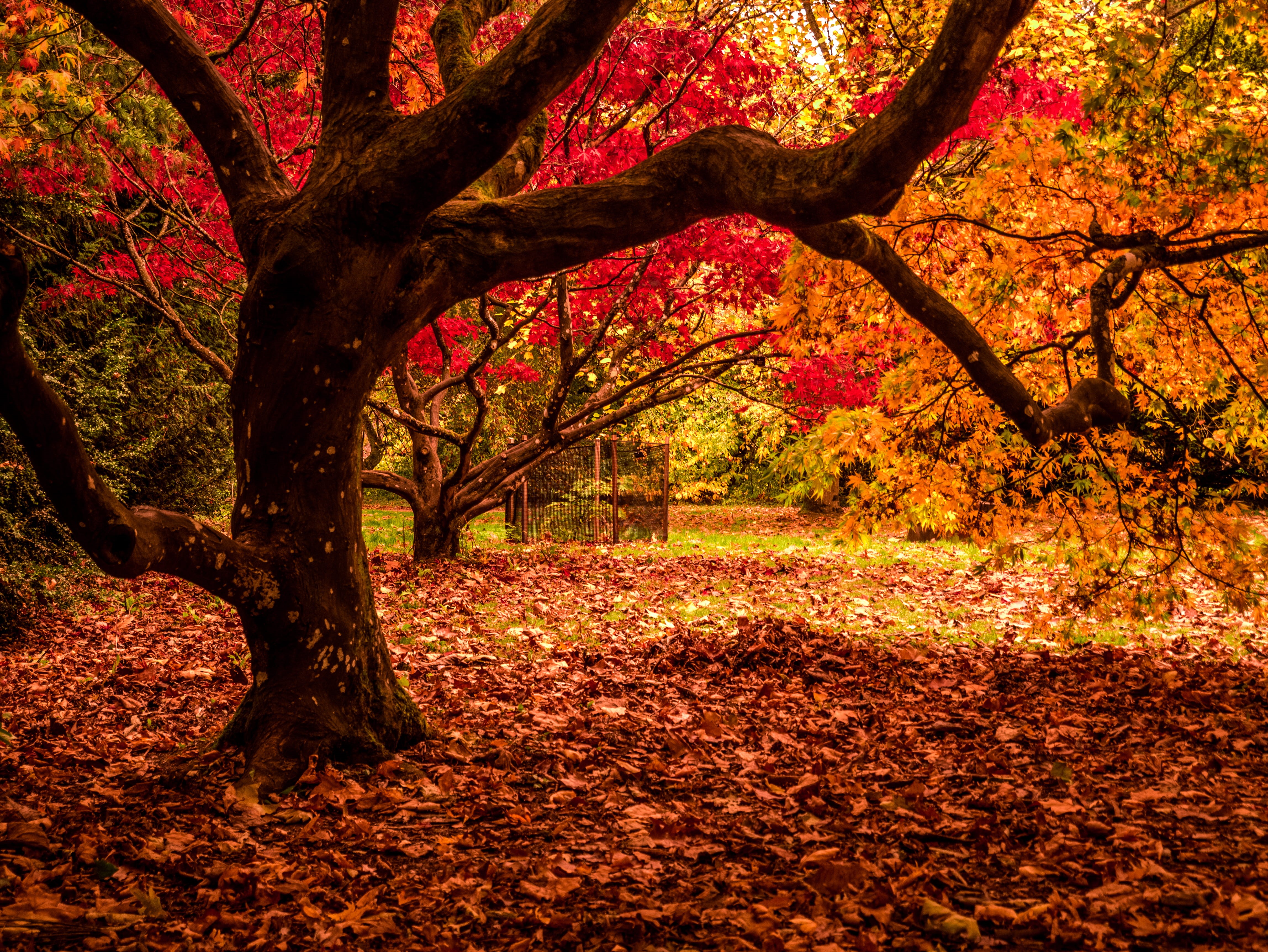 autumn, autumnal, fall, tree trunk, leaf, branch, plant, leaves, westonbirt arboretum, trunk, autumn collection, field, tetbury, plant part, tranquility, HD Wallpaper