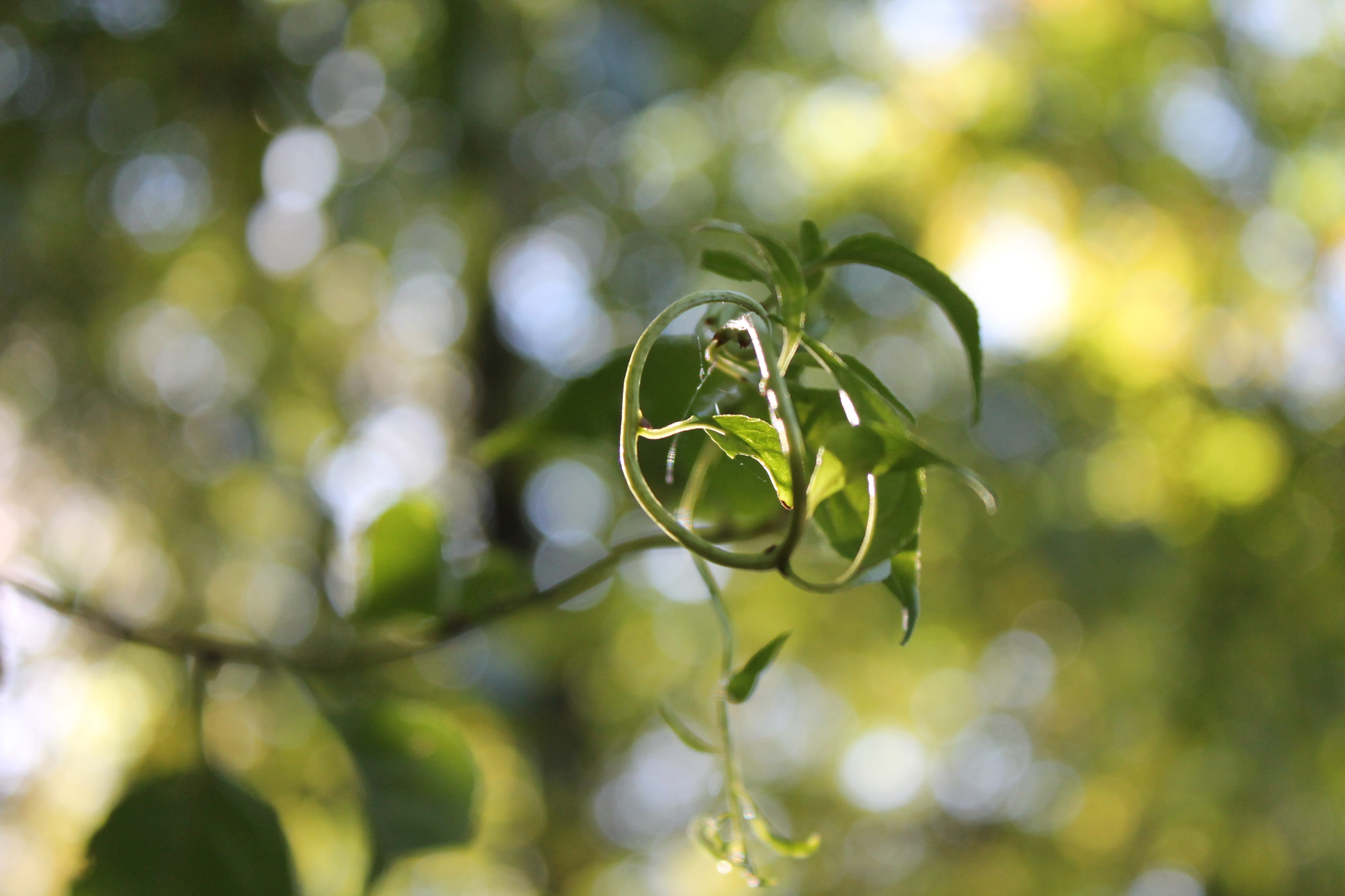 plant part, plant, focus on foreground, 4K, selective focus, fragility, leaf, nature, vulnerability, day, tendril, outdoors, green color, beauty in nature, HD Wallpaper