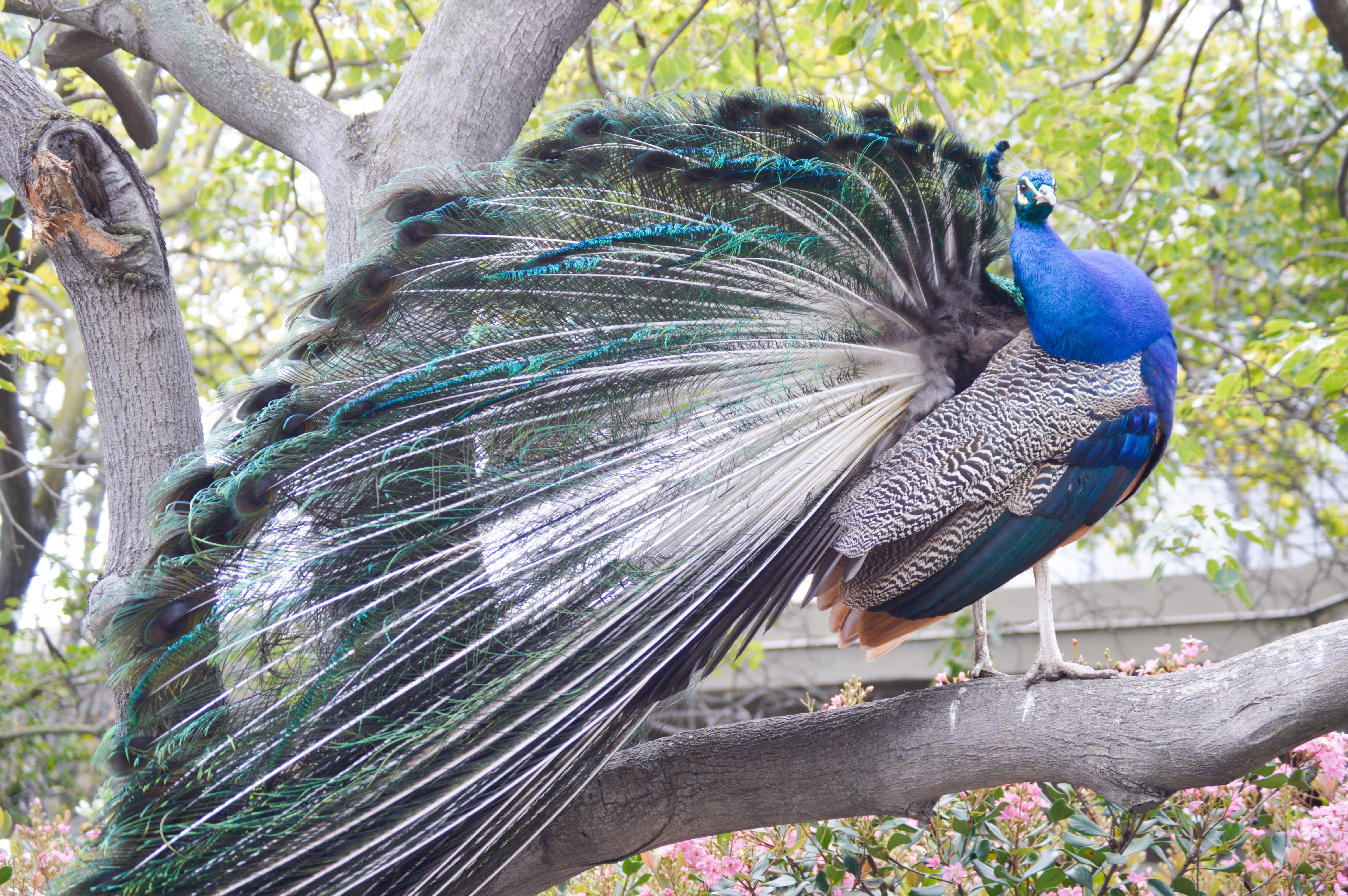 tree trunk, bird, mammal, peacock, fanned out, l.a. county, arcadia, close-up, 5K, one animal, reptile, peacock feather, zoo, plumage, flagstone, trunk, HD Wallpaper