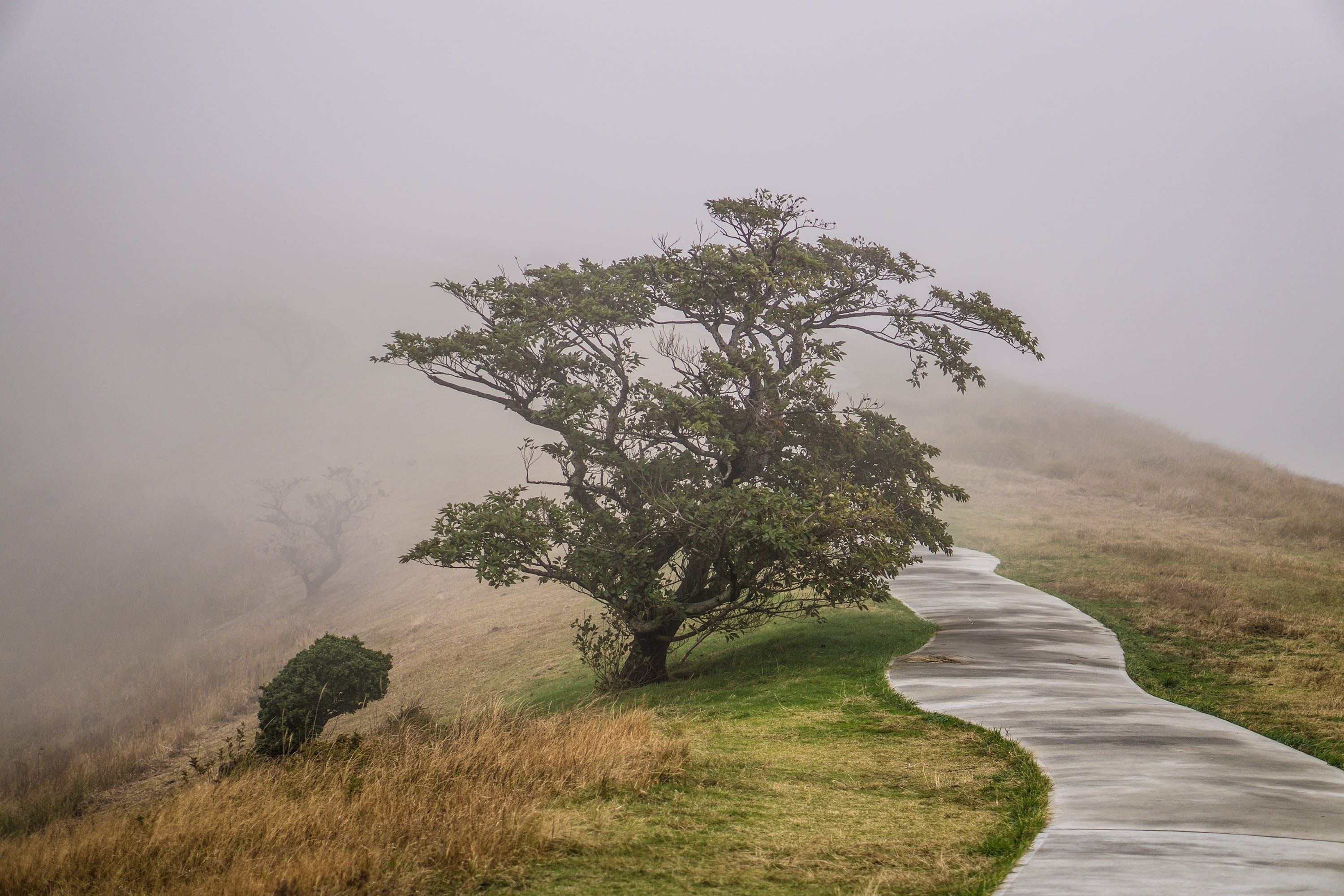 nature, grass, growth, mountain, road, 2K, landscape, Mountain, scenics - nature, outdoors, beauty in nature, plant, natural, land, rain, hill, Mountain Path, HD Wallpaper