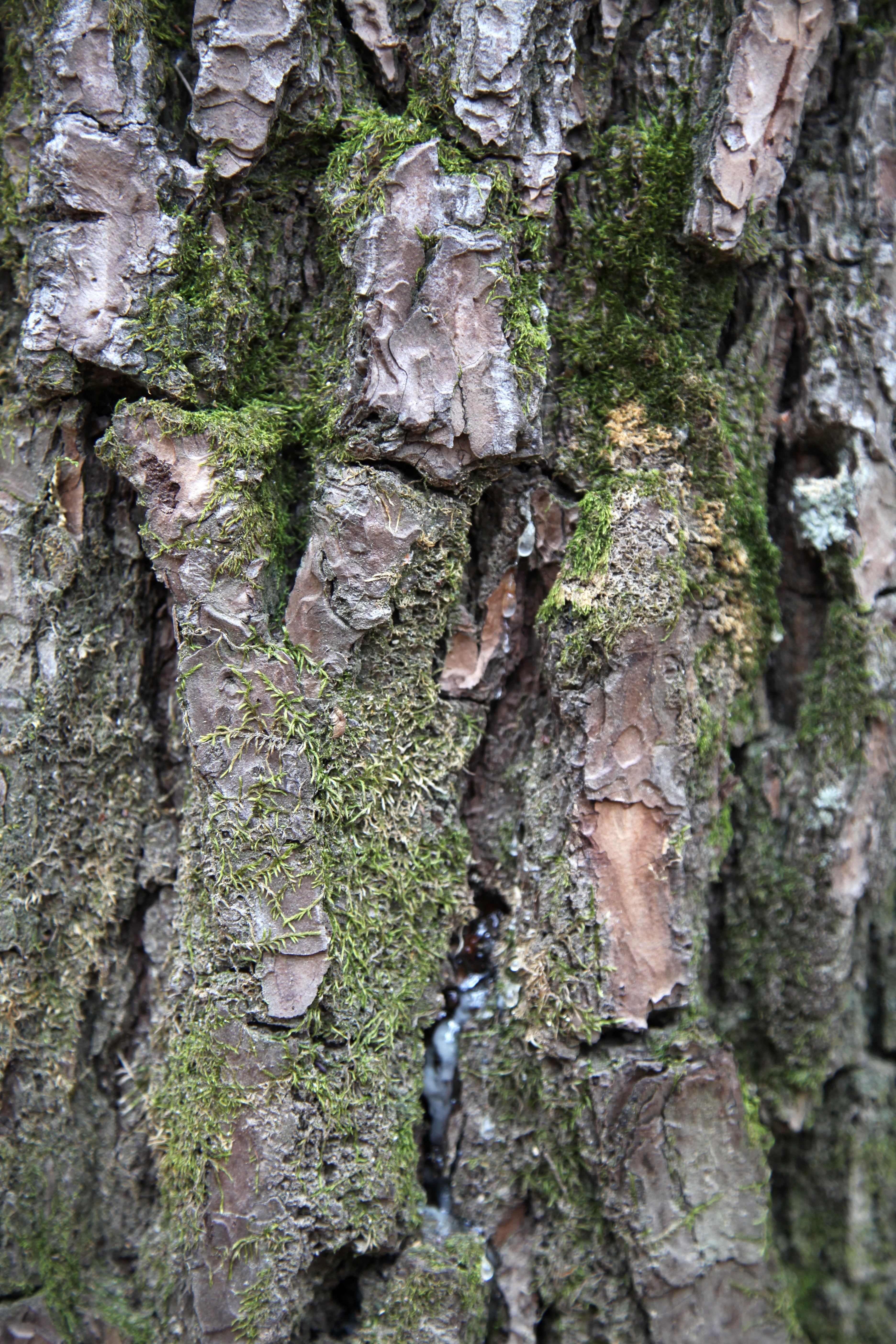 textured, bark, song with, outdoors, natural pattern, tree trunk, day, mountain, forest, rough, nature, textured effect, trunk, arboretum, pattern, selective focus, Phone HD Wallpaper