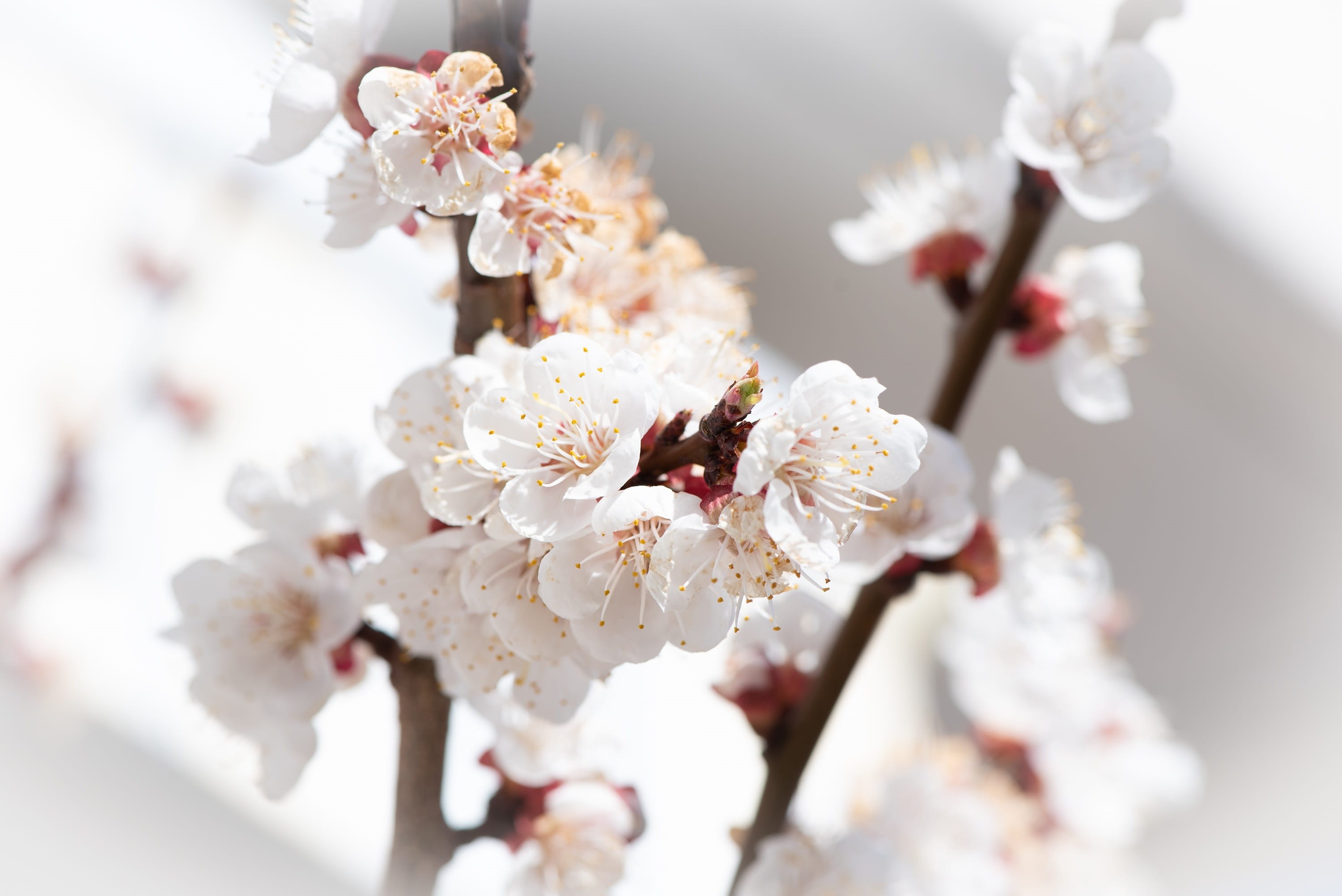 no people, focus on foreground, petal, flowers, aesthetic, plum blossom, white, bloom, vulnerability, flower head, growth, plant, 2K, cherry blossom, spring, HD Wallpaper