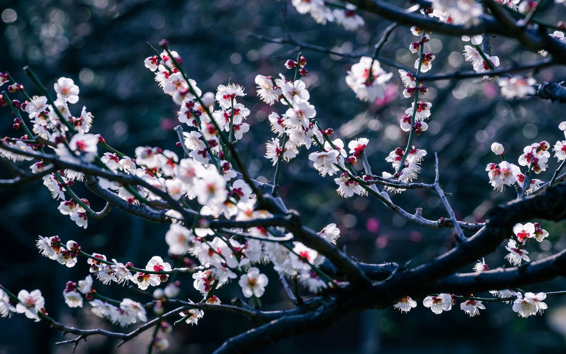 petal, botany, branch, cherry, bokeh, focus on foreground, vulnerability, blossoming, nature, plant, outdoors, no people, springtime, trees, blossom, leaf, HD Wallpaper